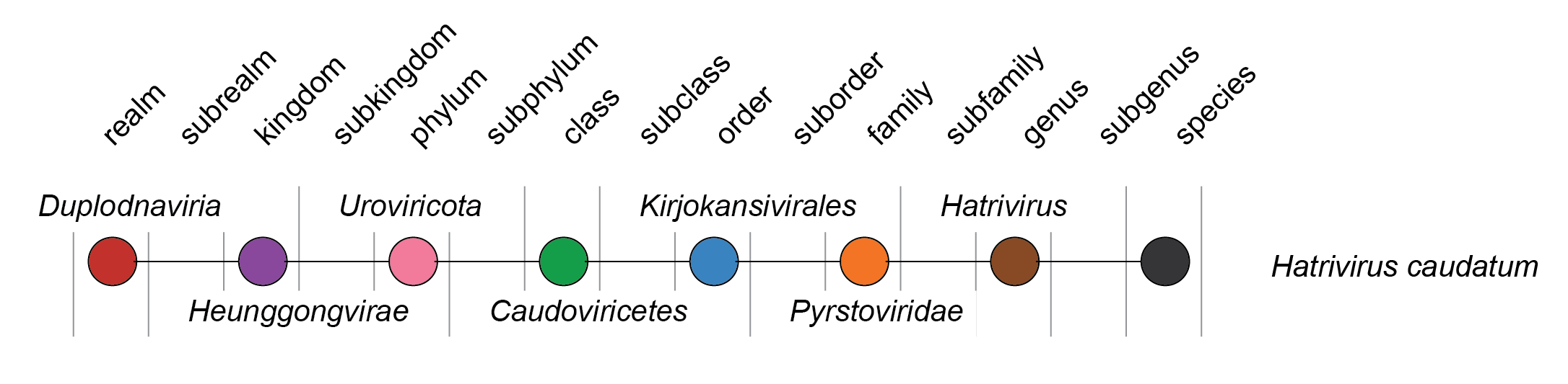 Pyrstoviridae taxonomy