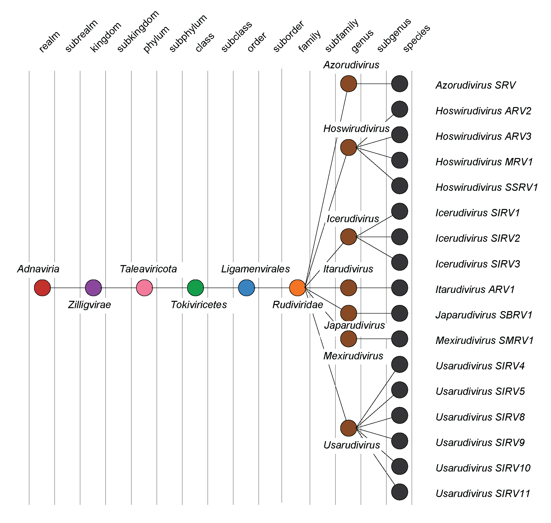 Rudiviridae taxonomy