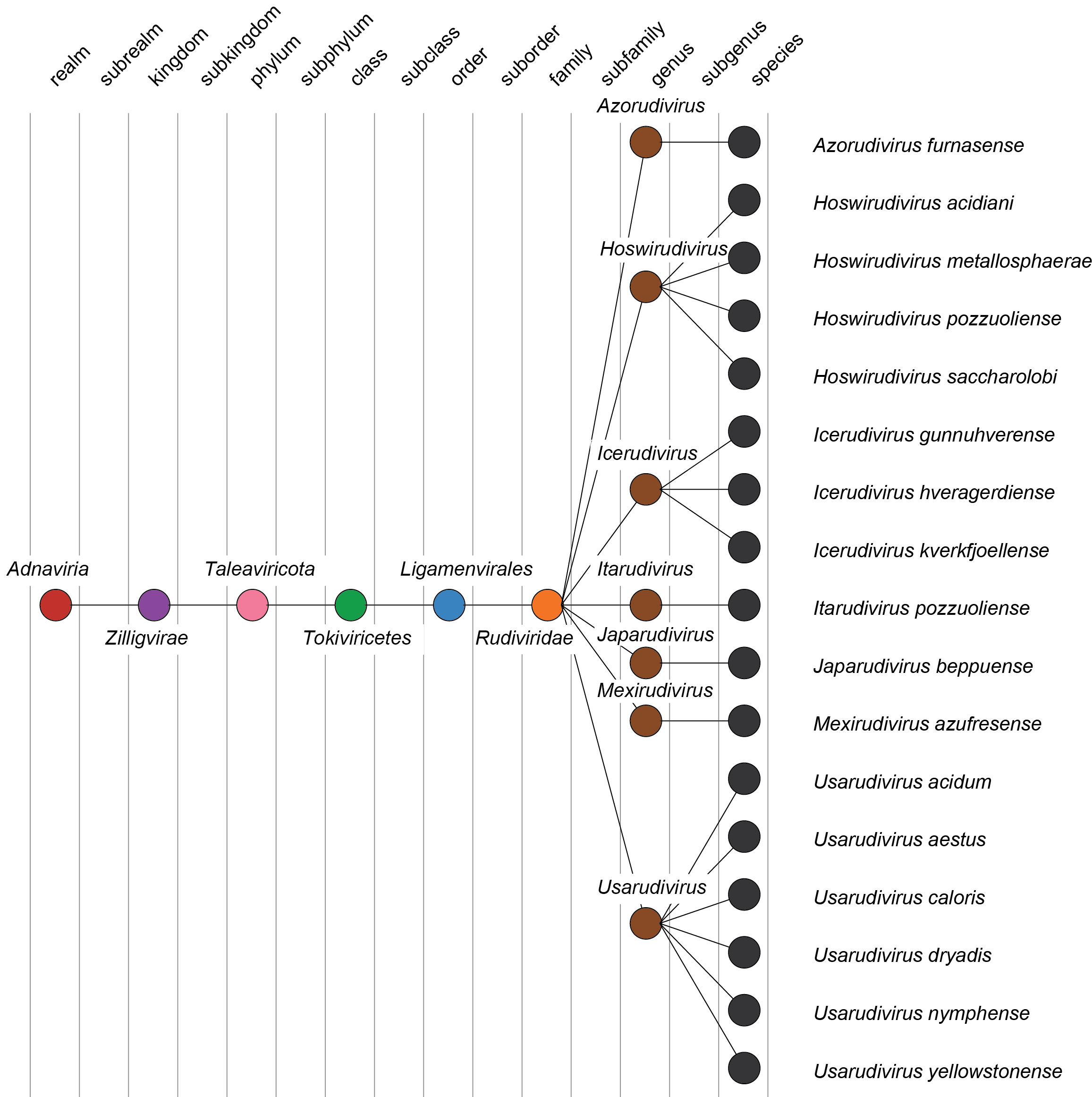 Rudiviridae taxonomy