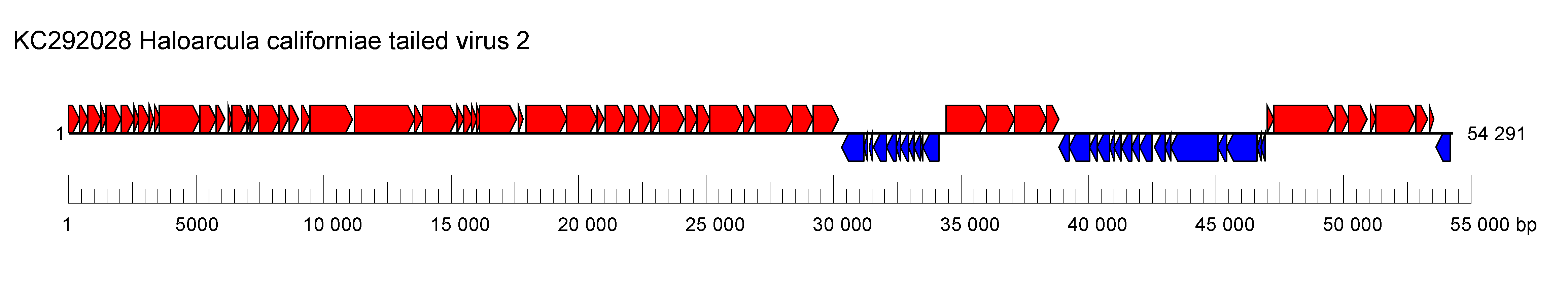 Saparoviridae genome