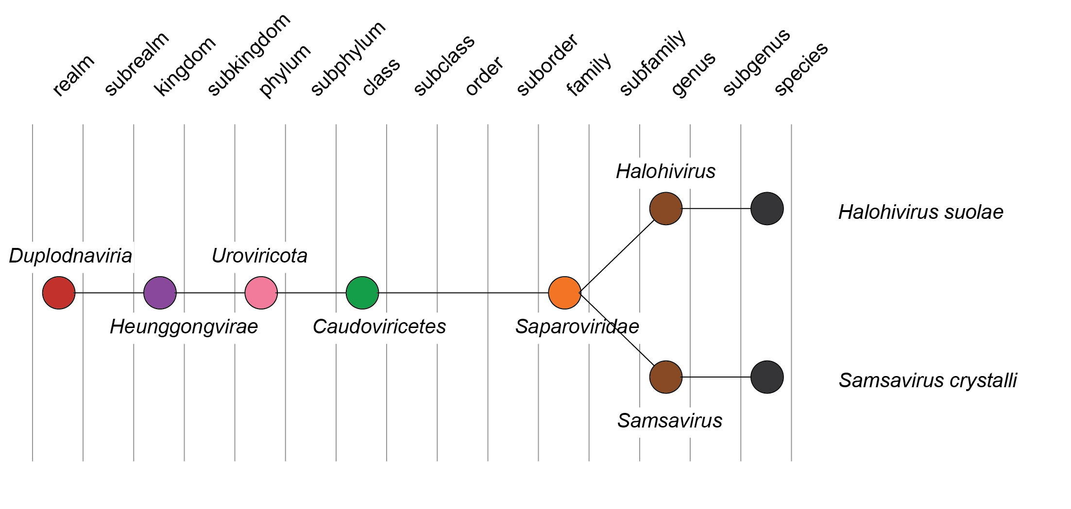 Saparaoviridae taxonomy