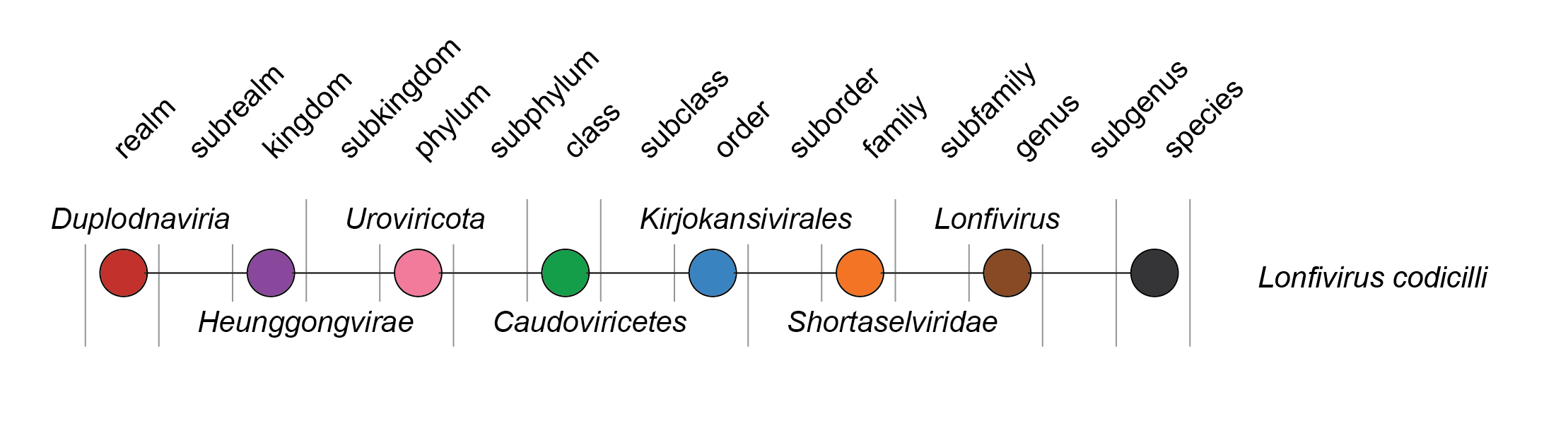 Shortaselviridae taxonomy