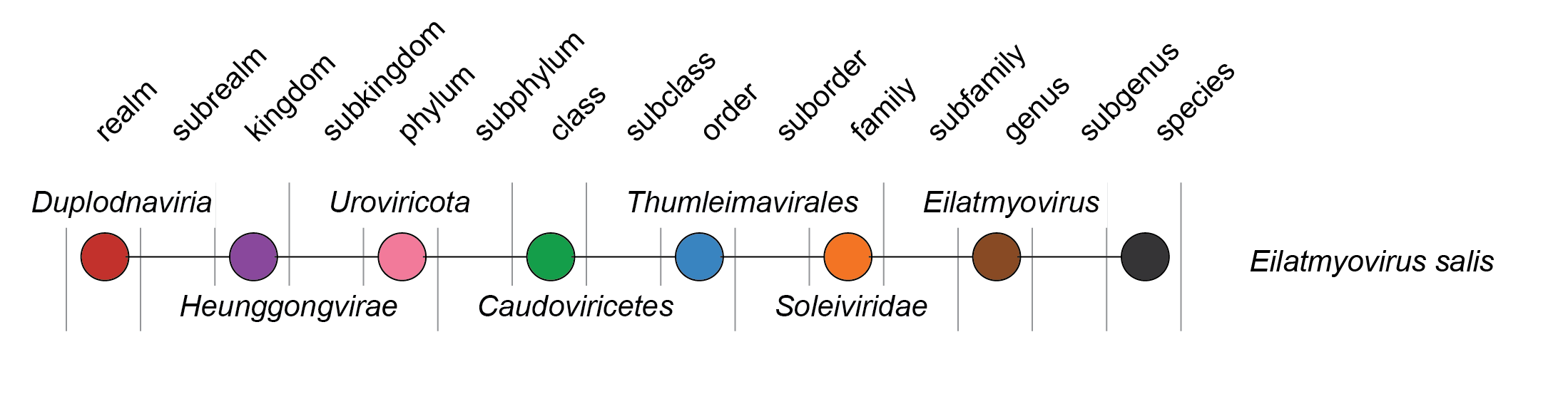 Soleiviridae taxonomy