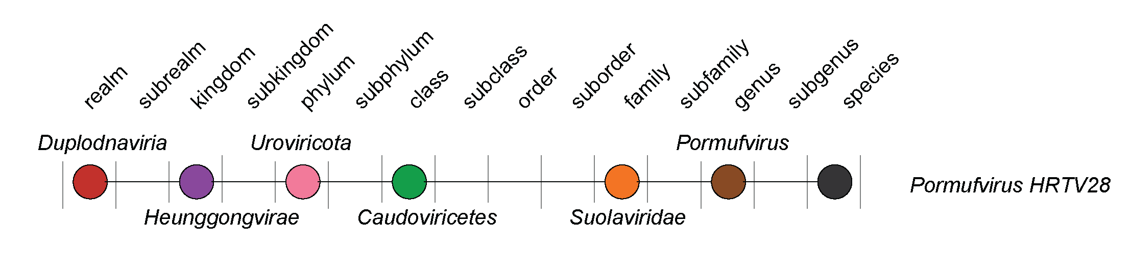 Suoloaviridae taxonomy