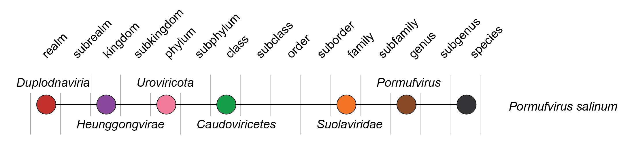 Suolaviridae taxonomy