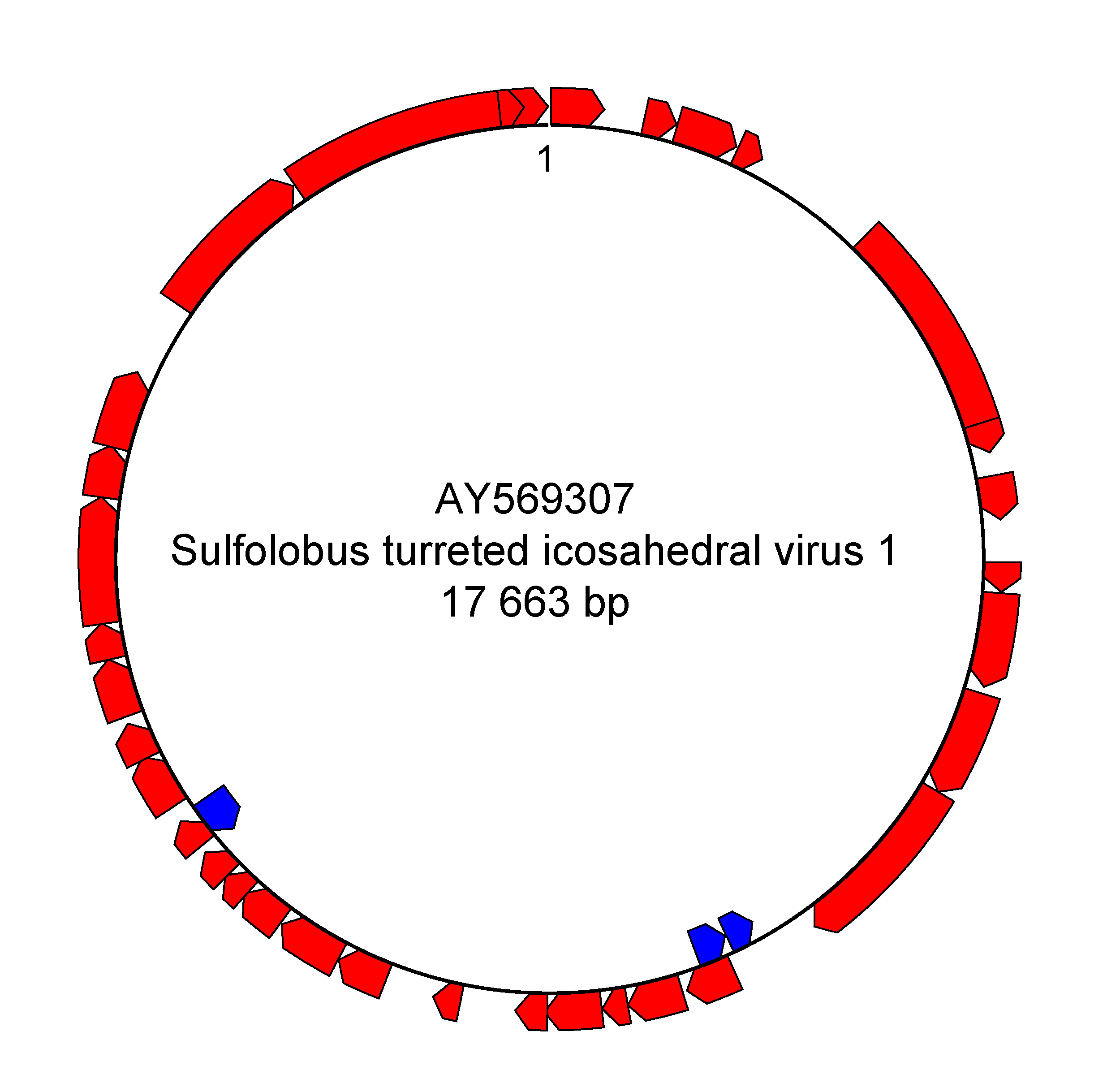 Turriviridae genome