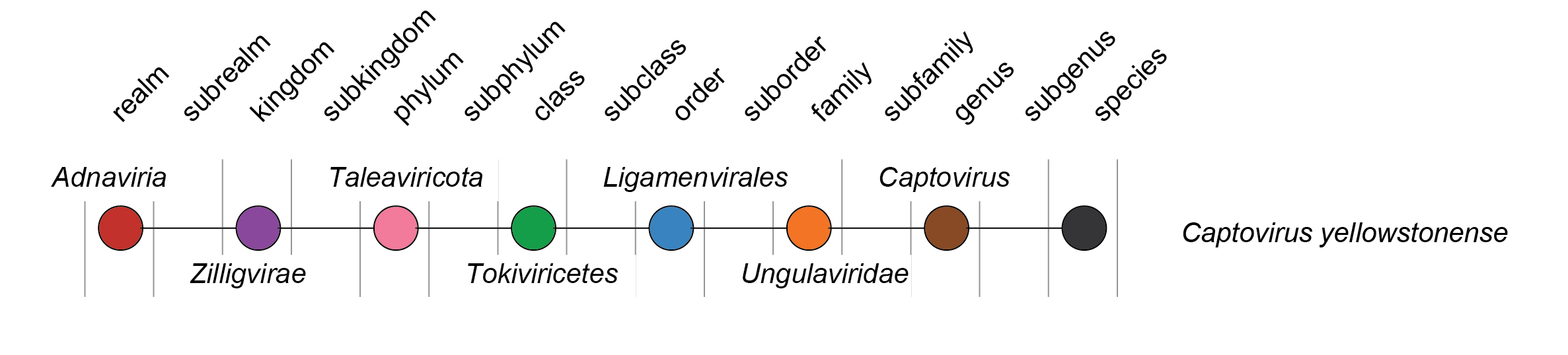 Ungulaviridae taxonomy