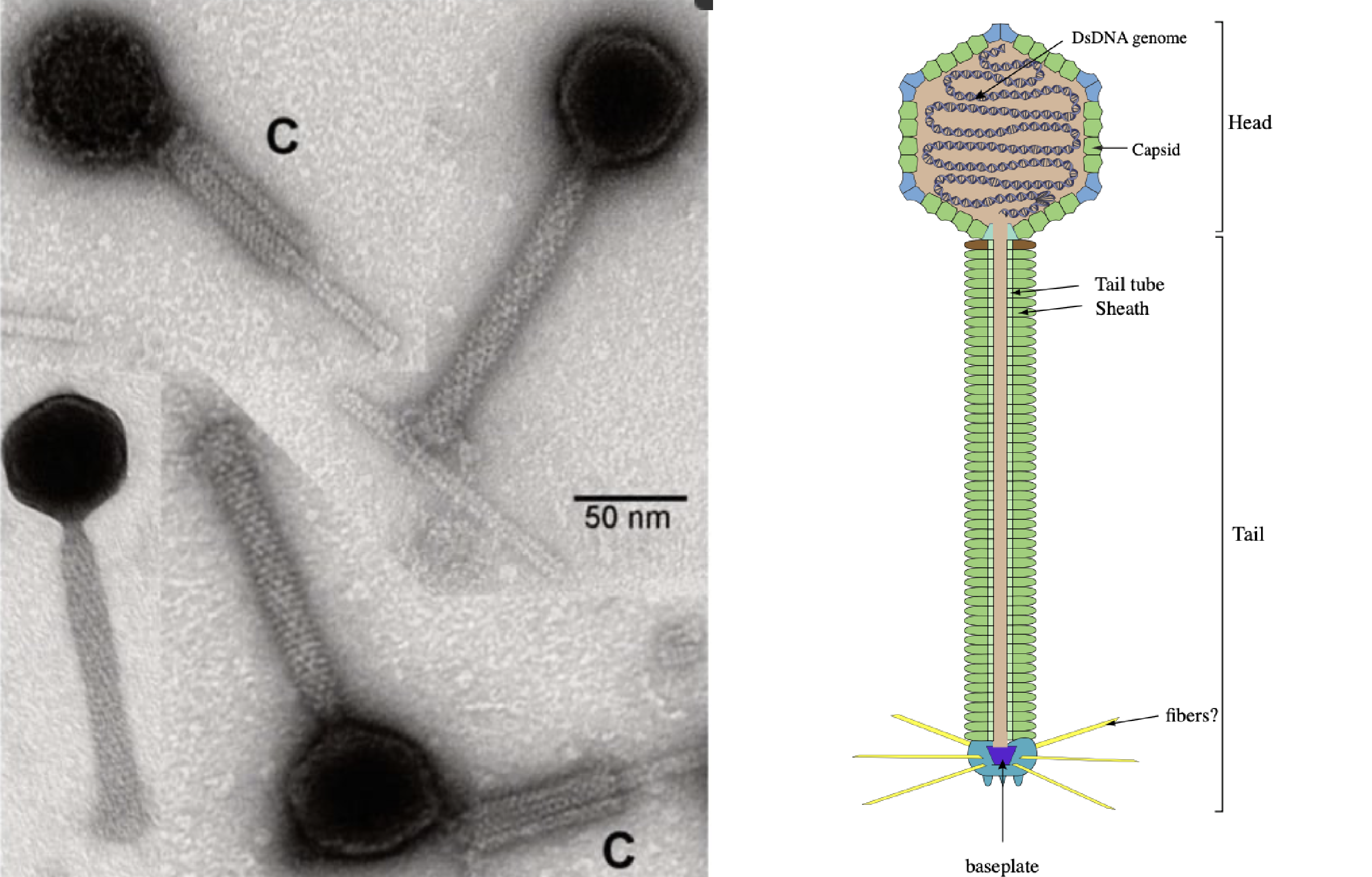 Vertoviridae virion