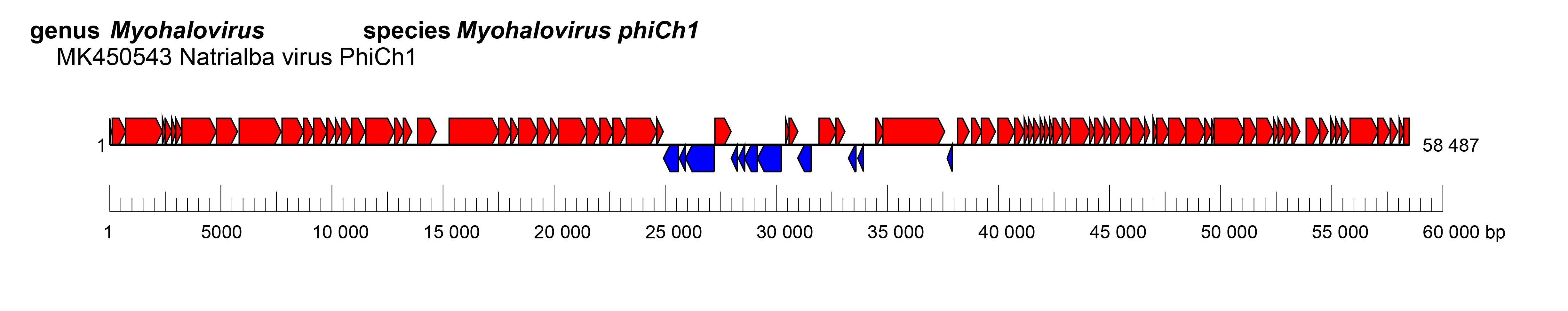 Vertoviridae genome