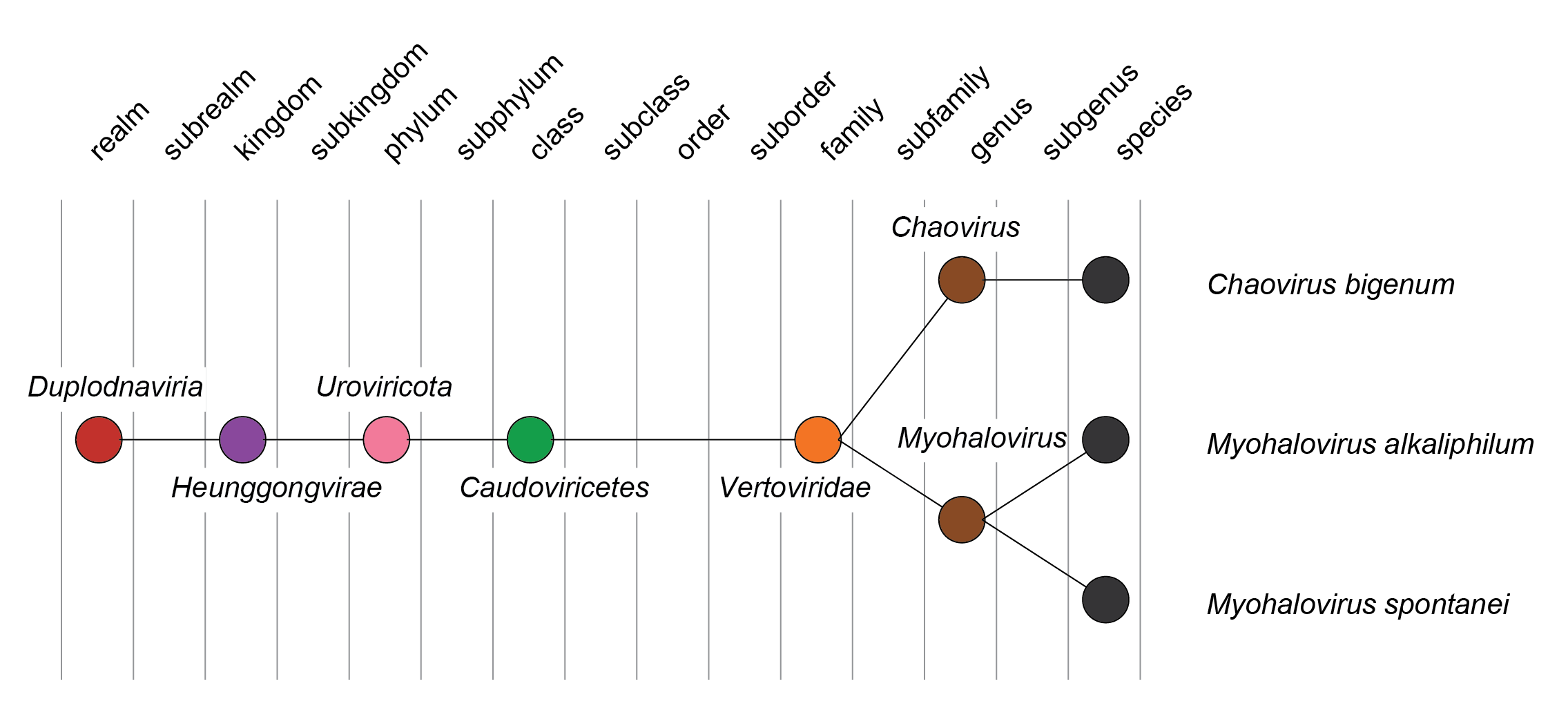 Vertoviridae taxonomy