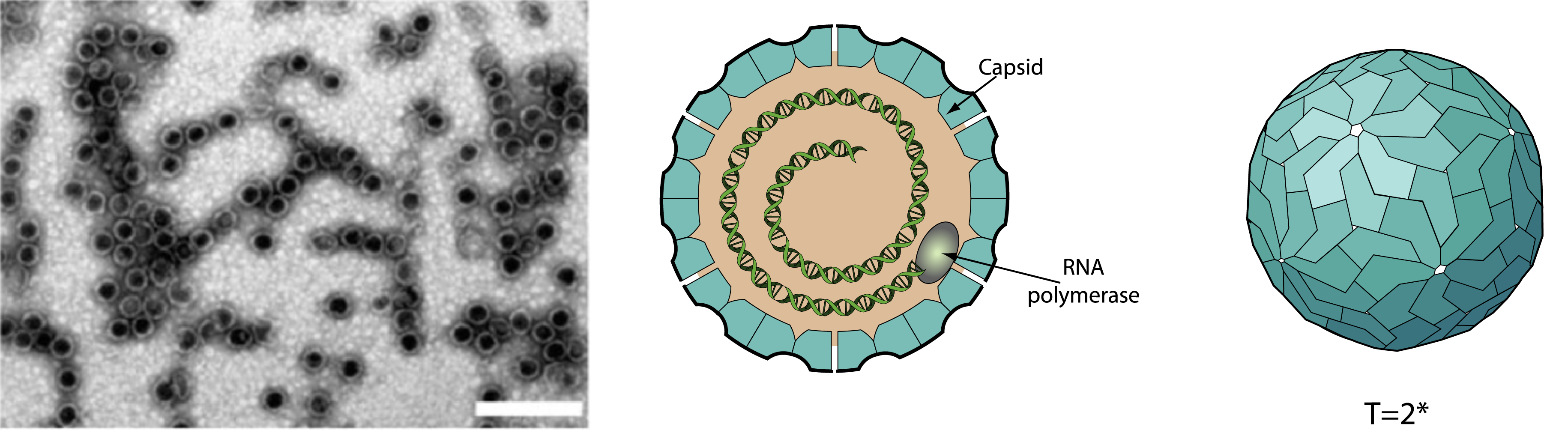 Orthototiviridae virion