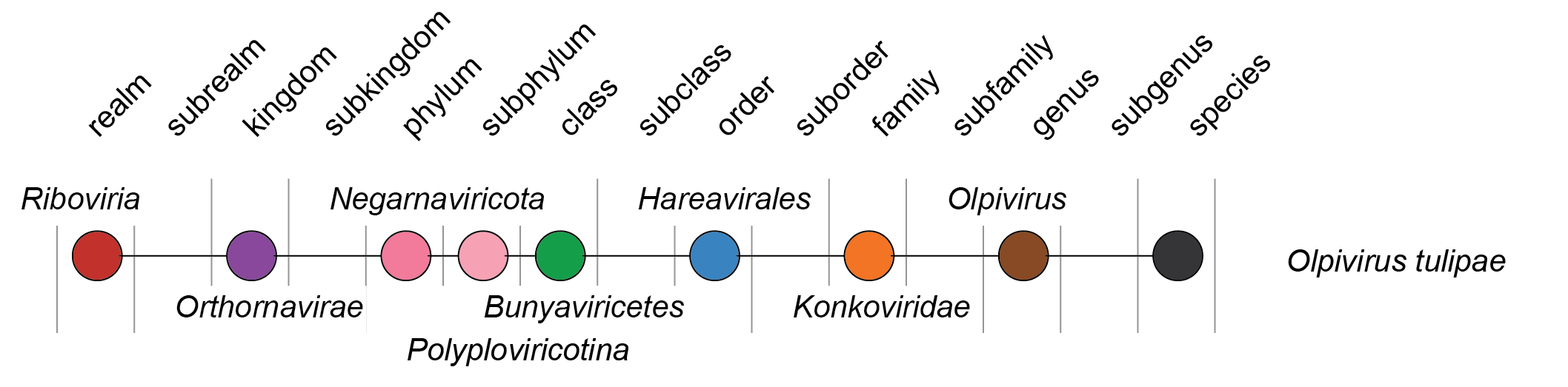 Konkovirdae taxonomy