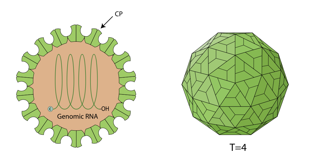 Alphatetraviridae schematic