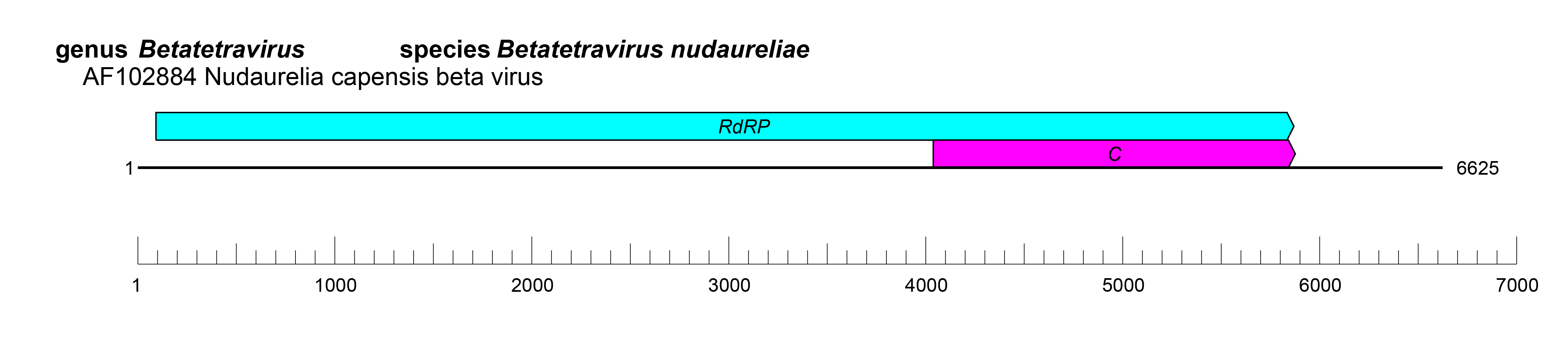 Alphatetraviridae genome