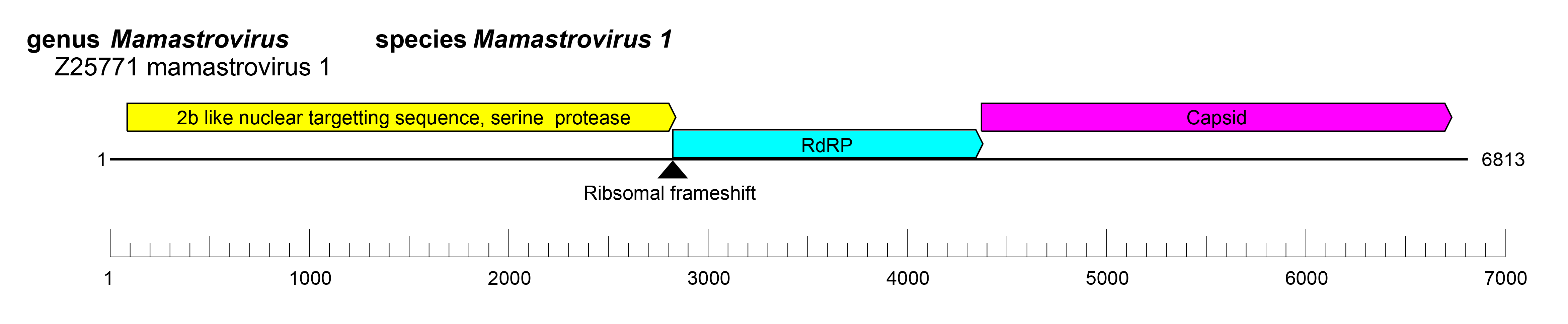 Astroviridae genome