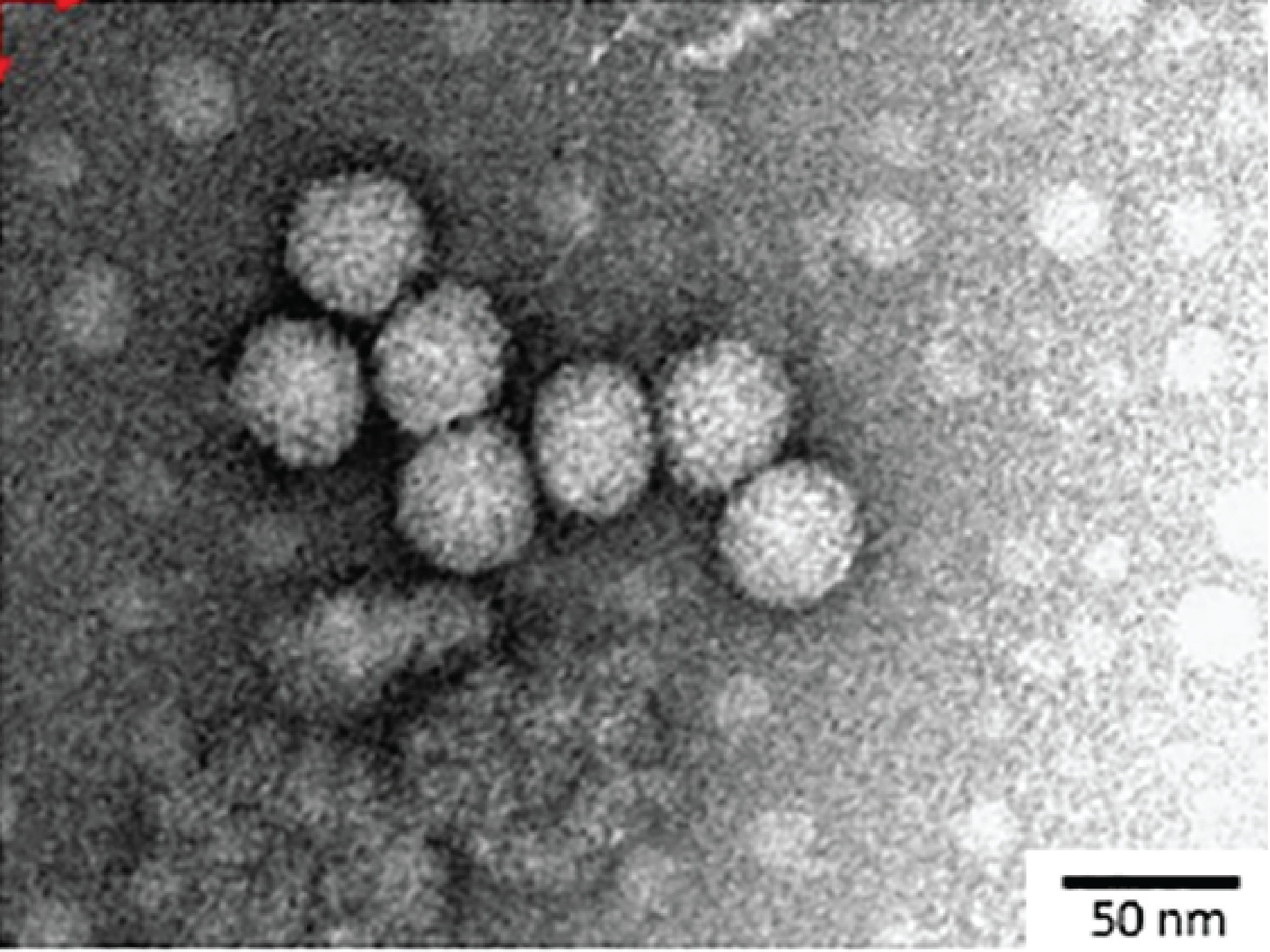 Carmtetraviridae EM