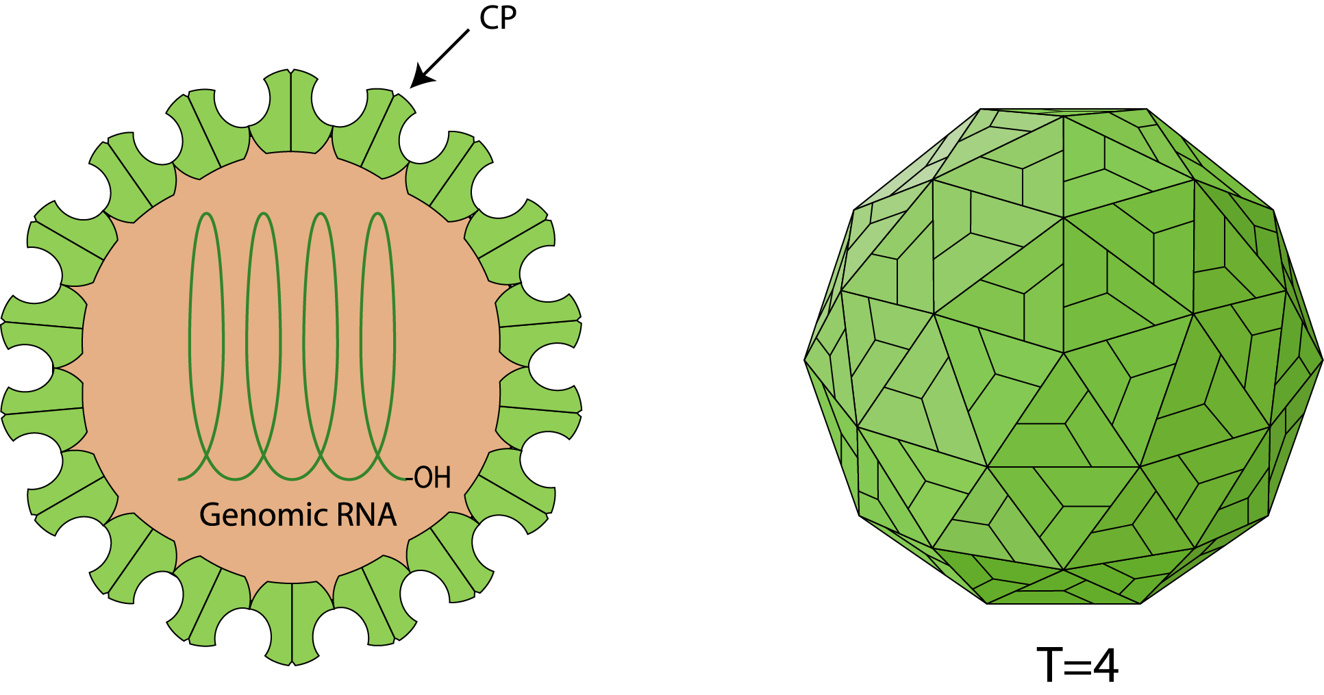 Carmotetraviridae schematic