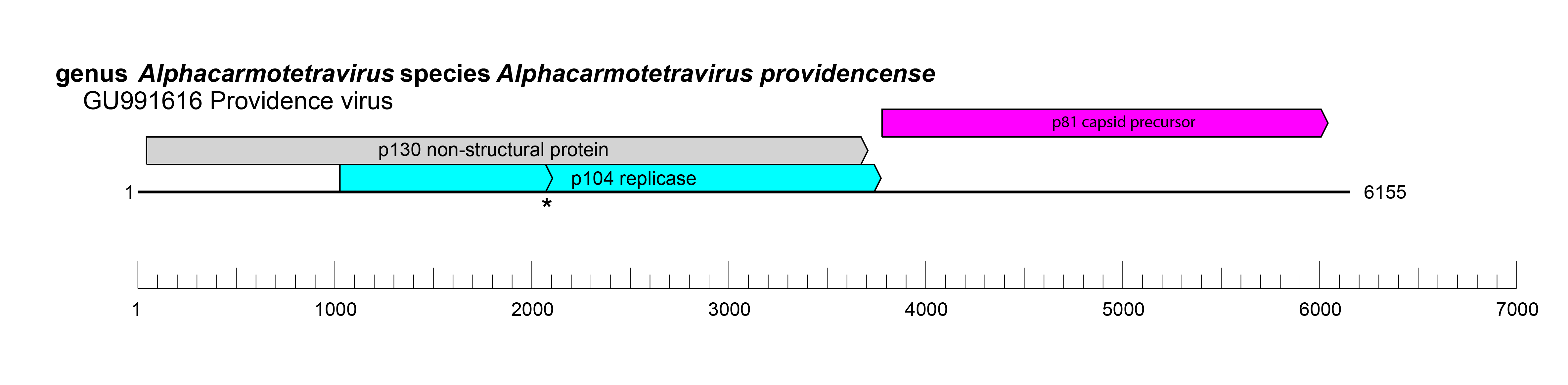 Carmtetraviridae genome