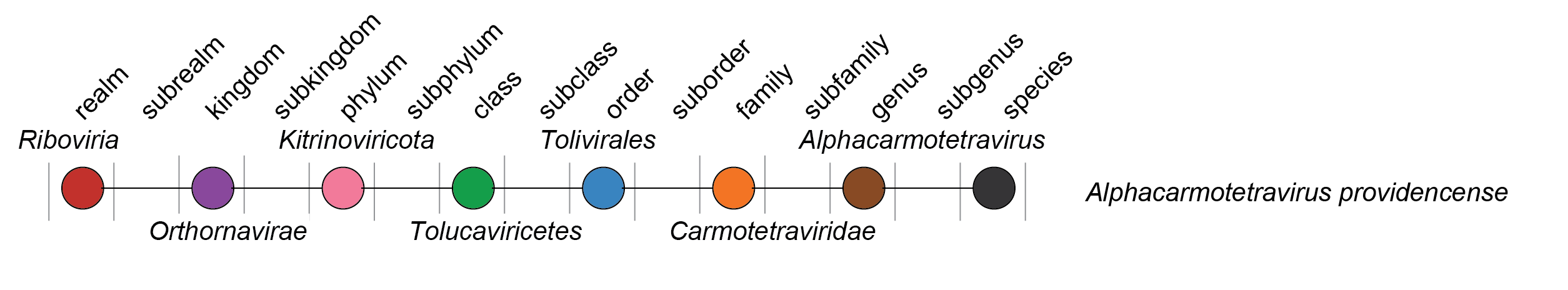 Carmotetraviridae taxonomy