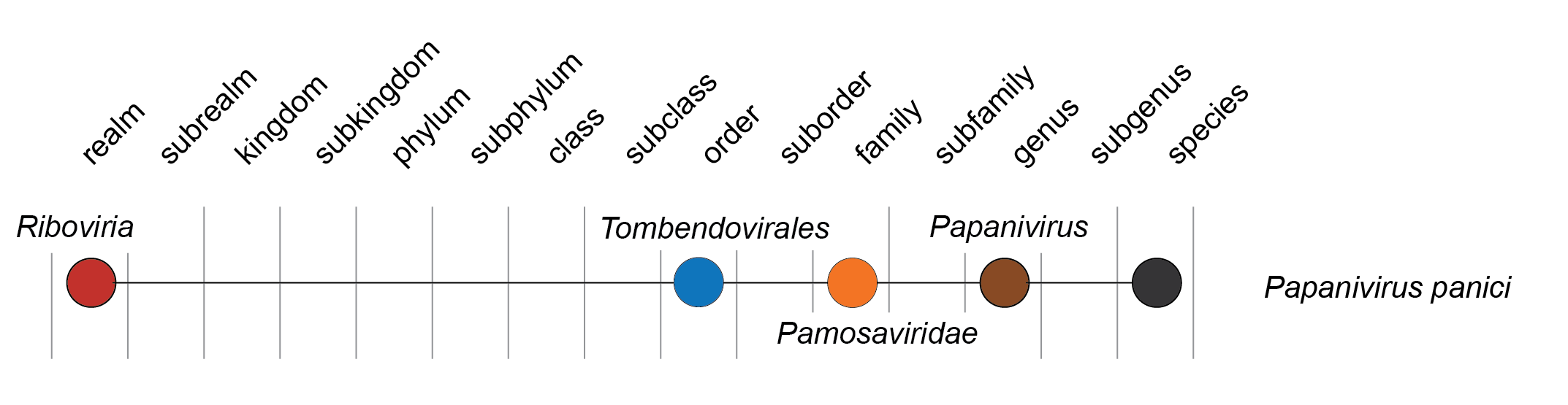 Pamosaviridae taxonomy