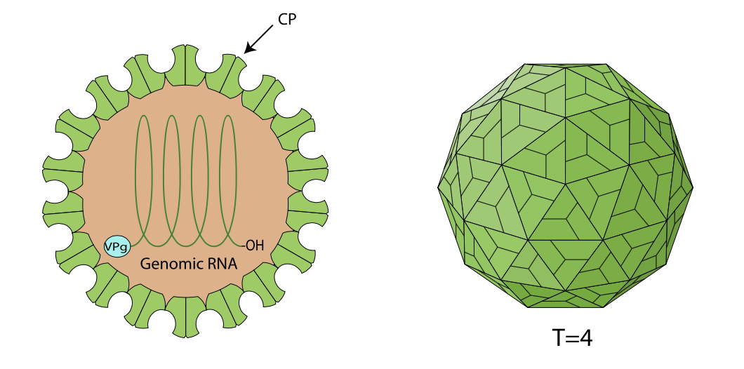 Permutotetraviridae schematic