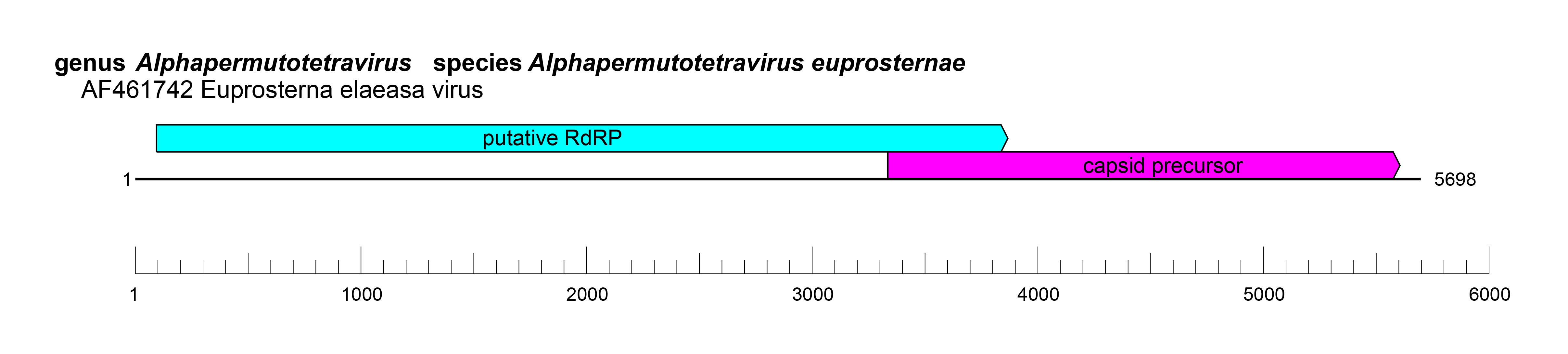 Permutotetraviridae genome