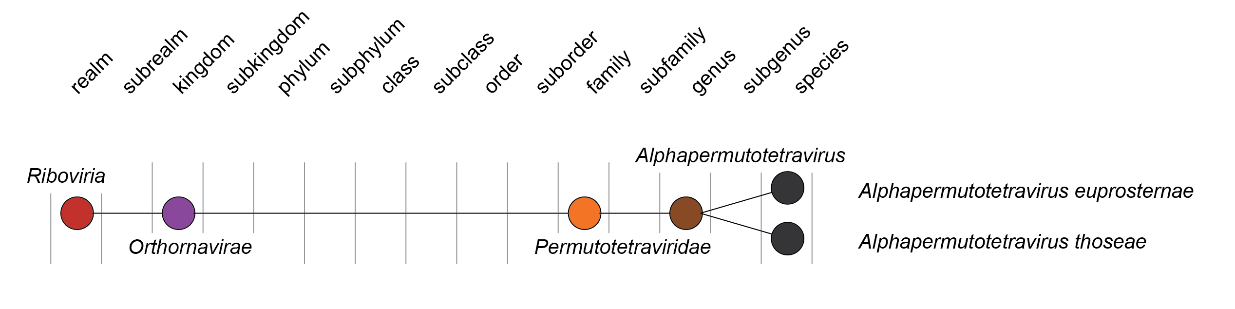 Permutotetraviridae taxonomy