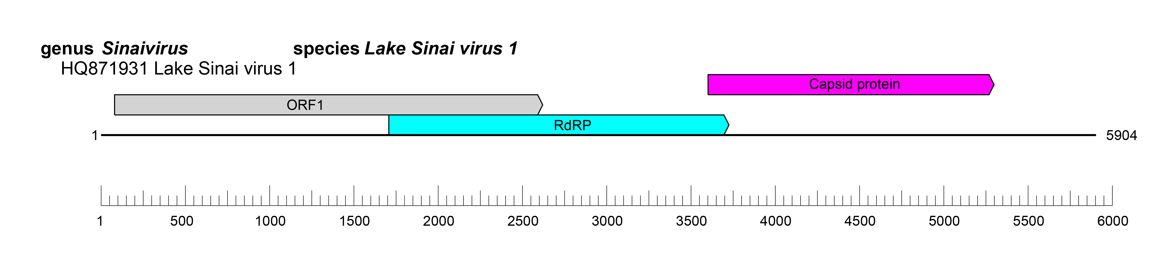 Sinhaliviridae genome