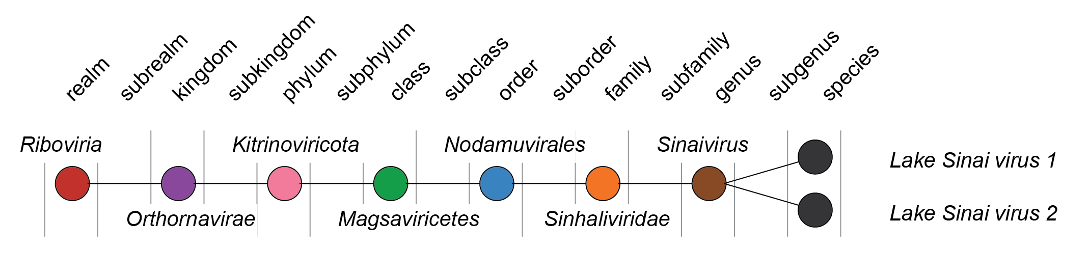 Sinhaliviridae taxonomy