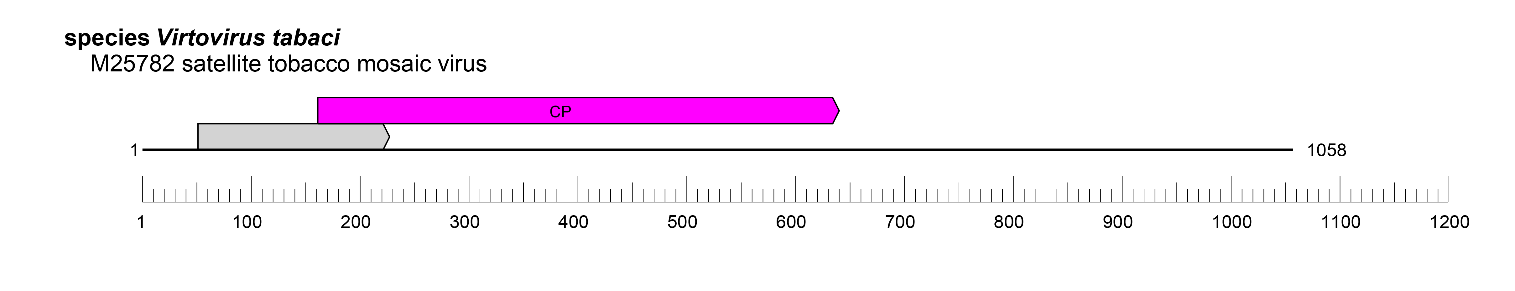 Tomosaviridae genome