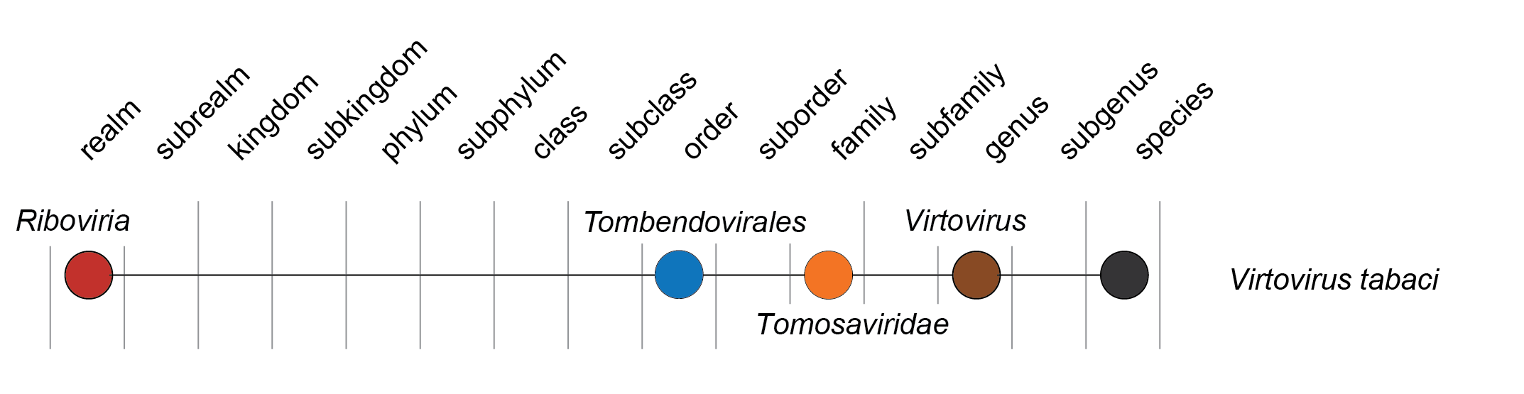 Tomosaviridae taxonomy