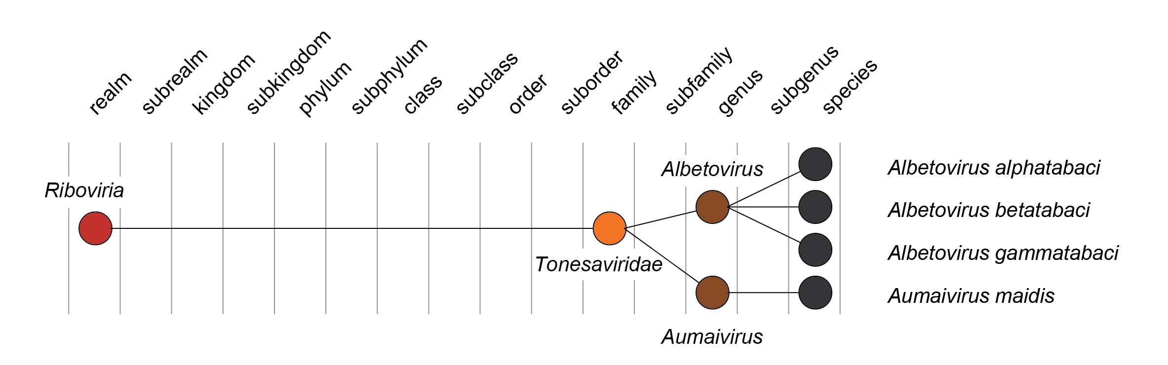 Tonesaviridae taxonomy