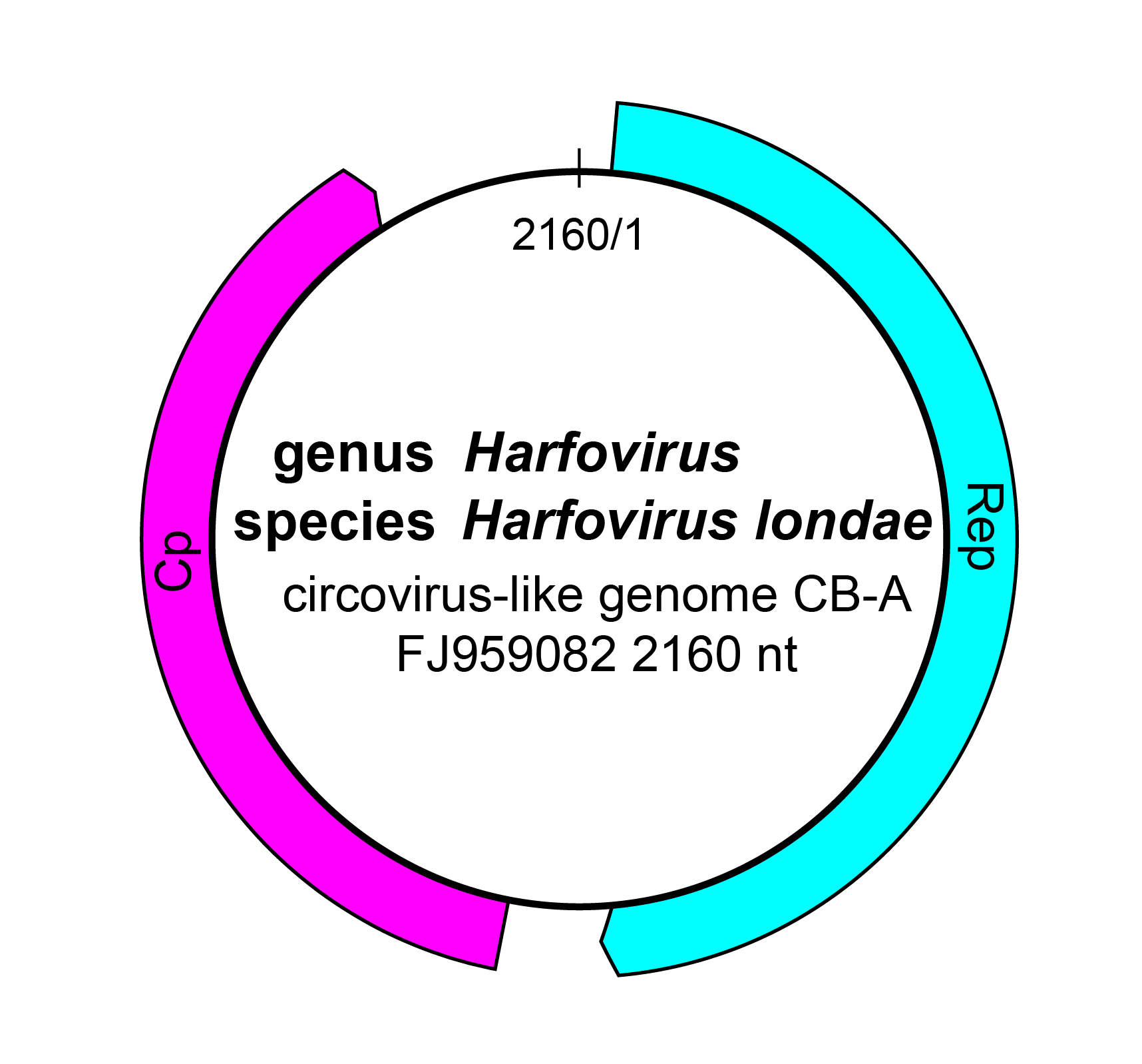 Adamaviridae genome