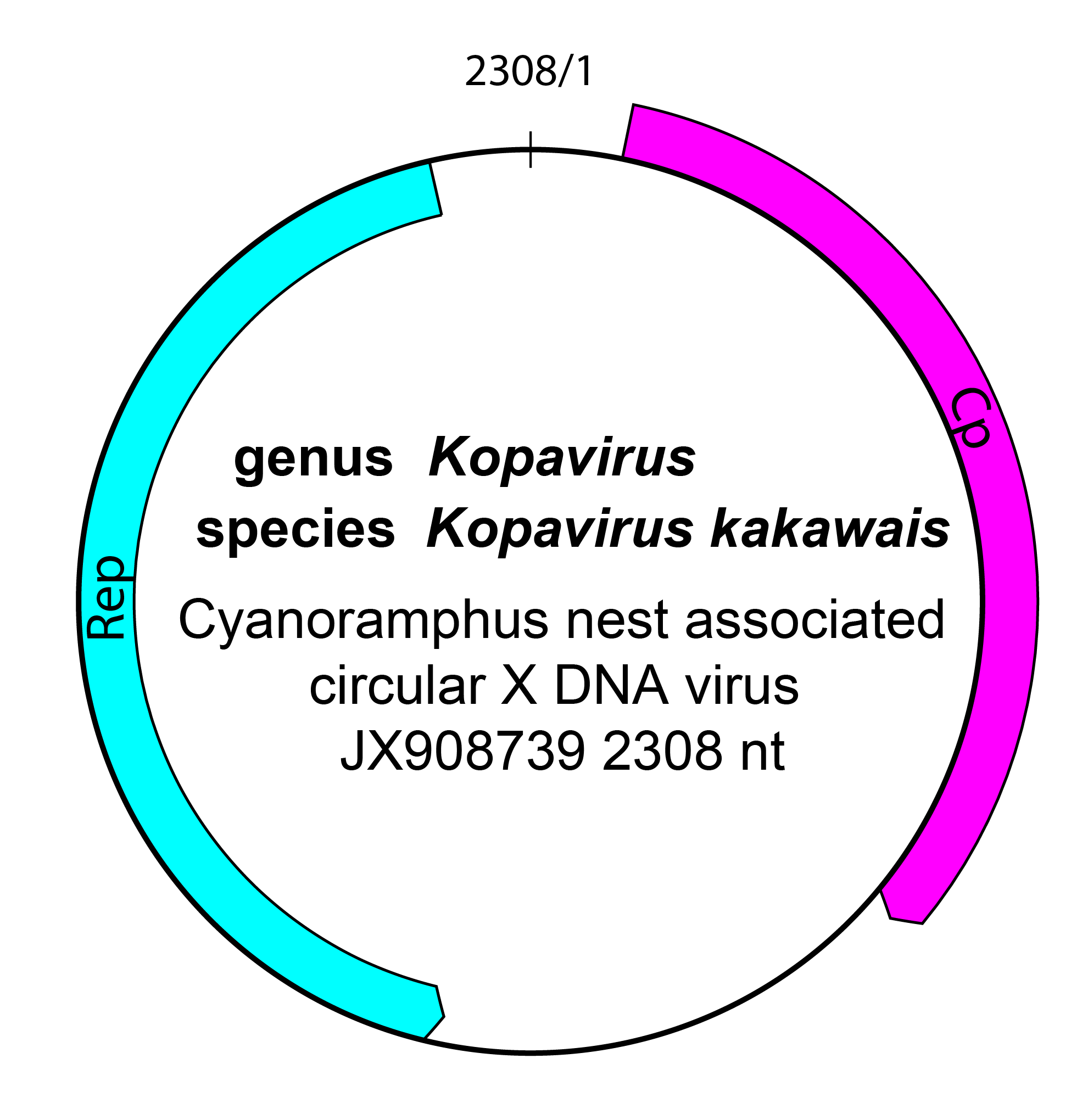 Anicreviridae genome