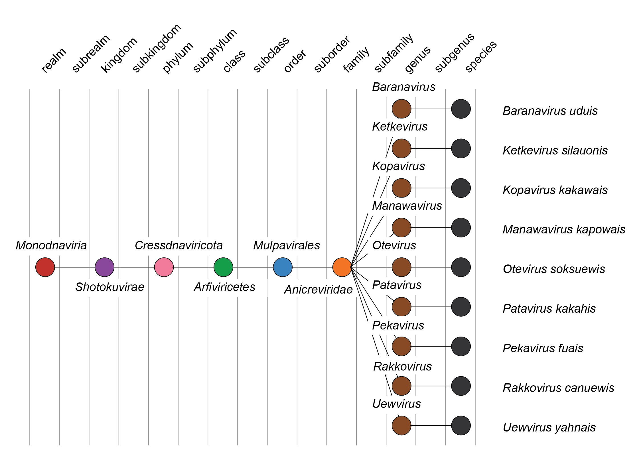 Anicreviridae taxonomy