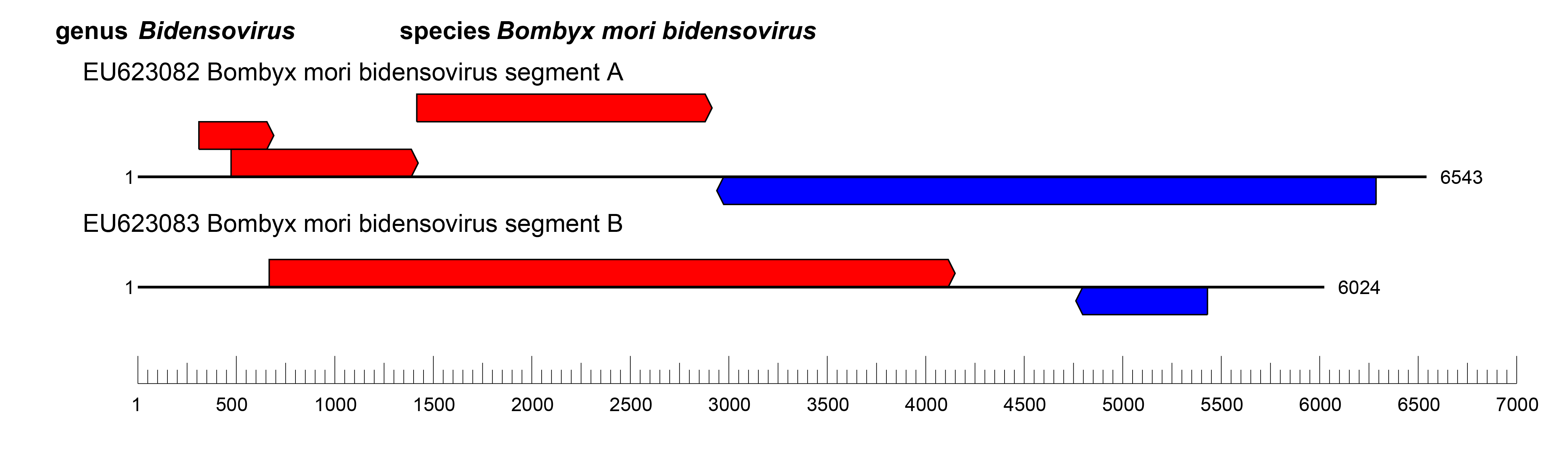 Bidnaviridae genome