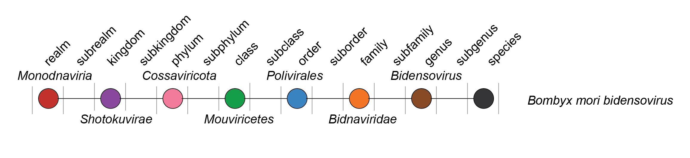 Bidnaviridae taxonomy