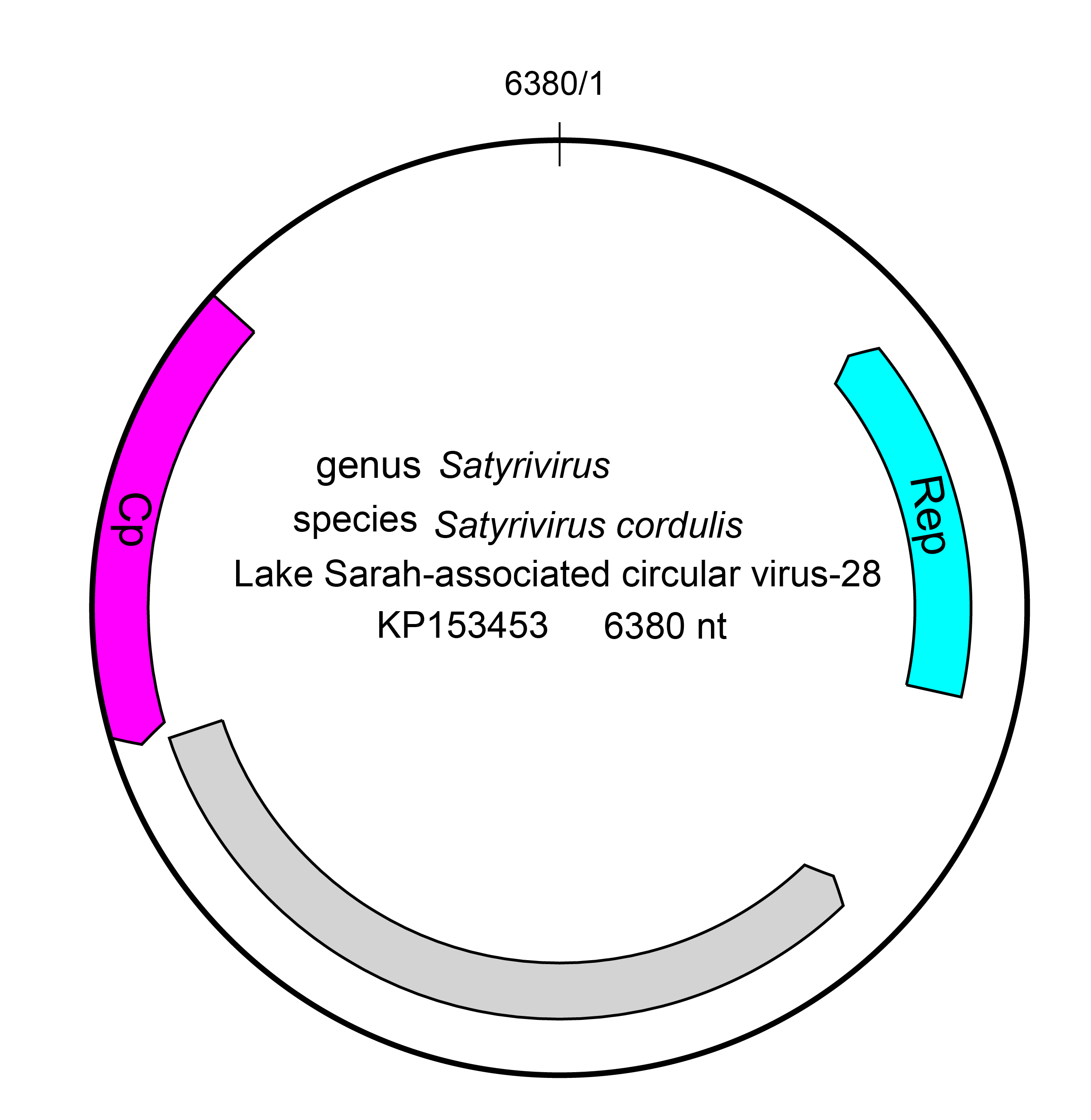 Gandrviridae genome