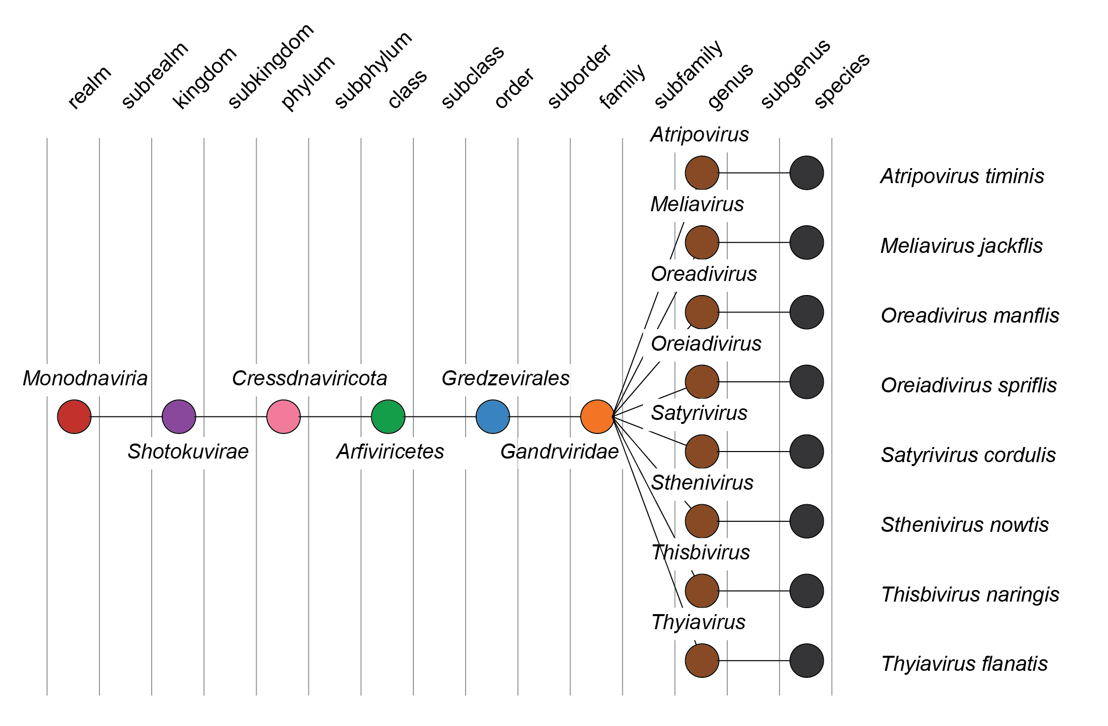 Gandrviridae taxonomy