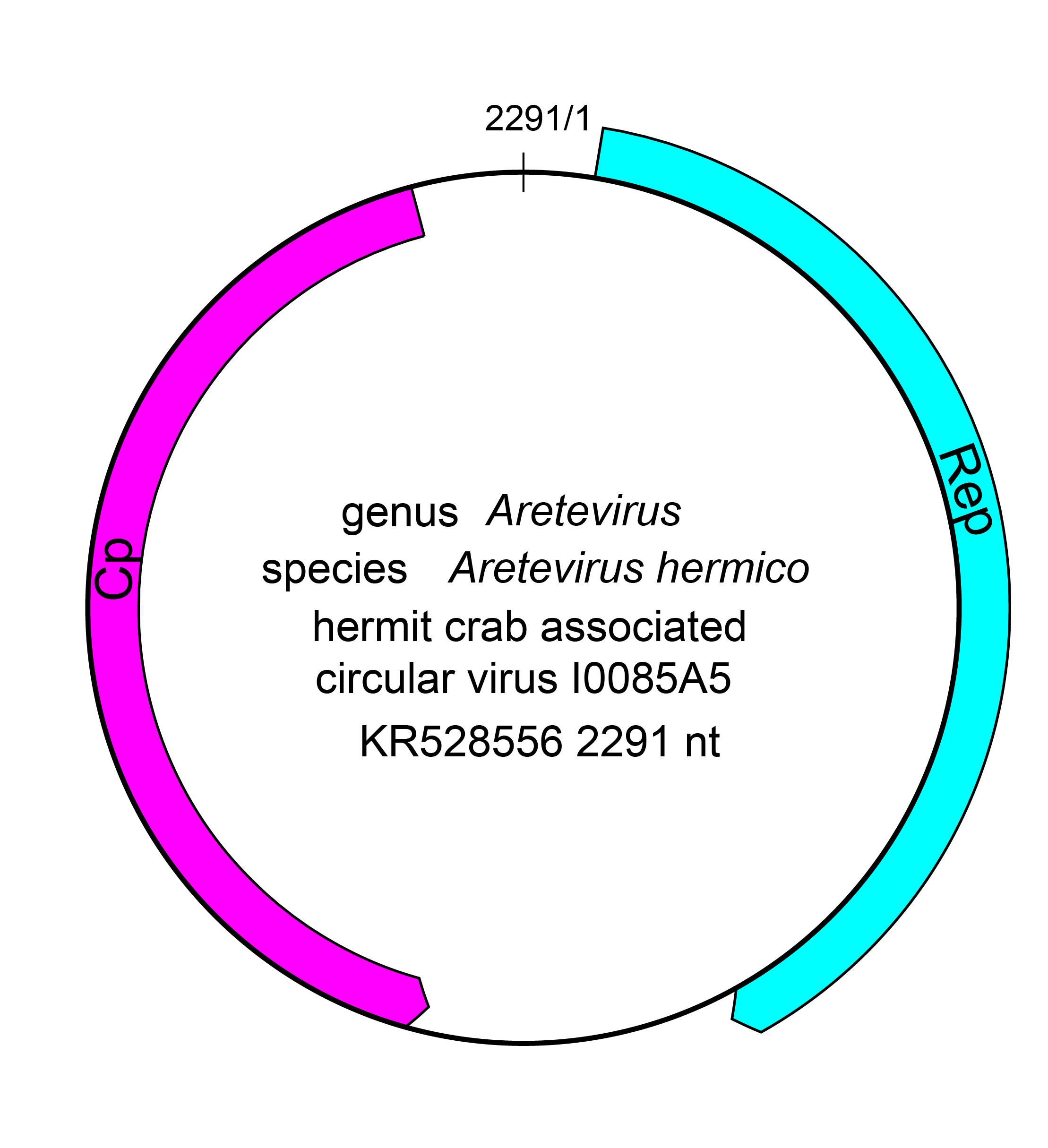 Ouroboviridae genome