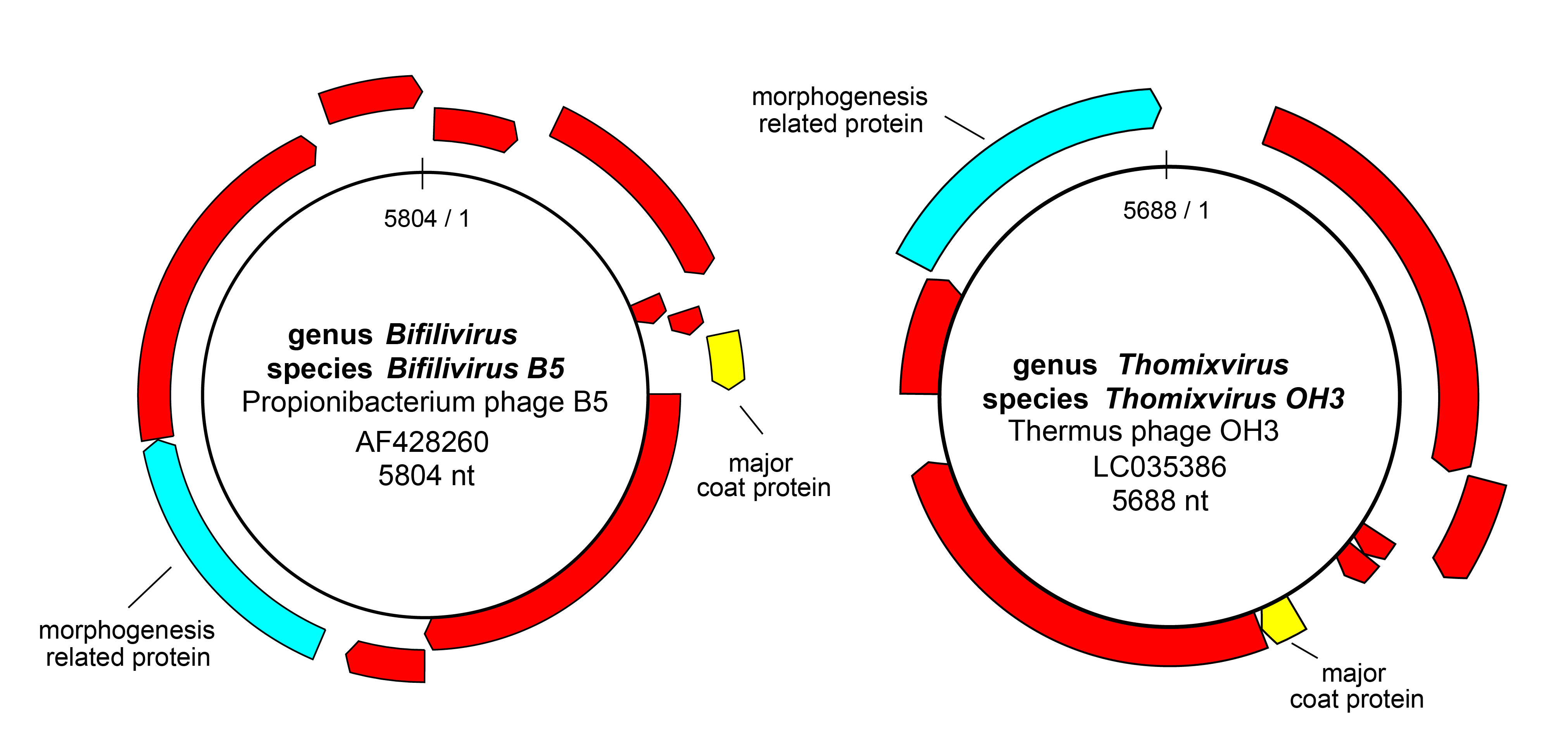 Paulinoviridae genome