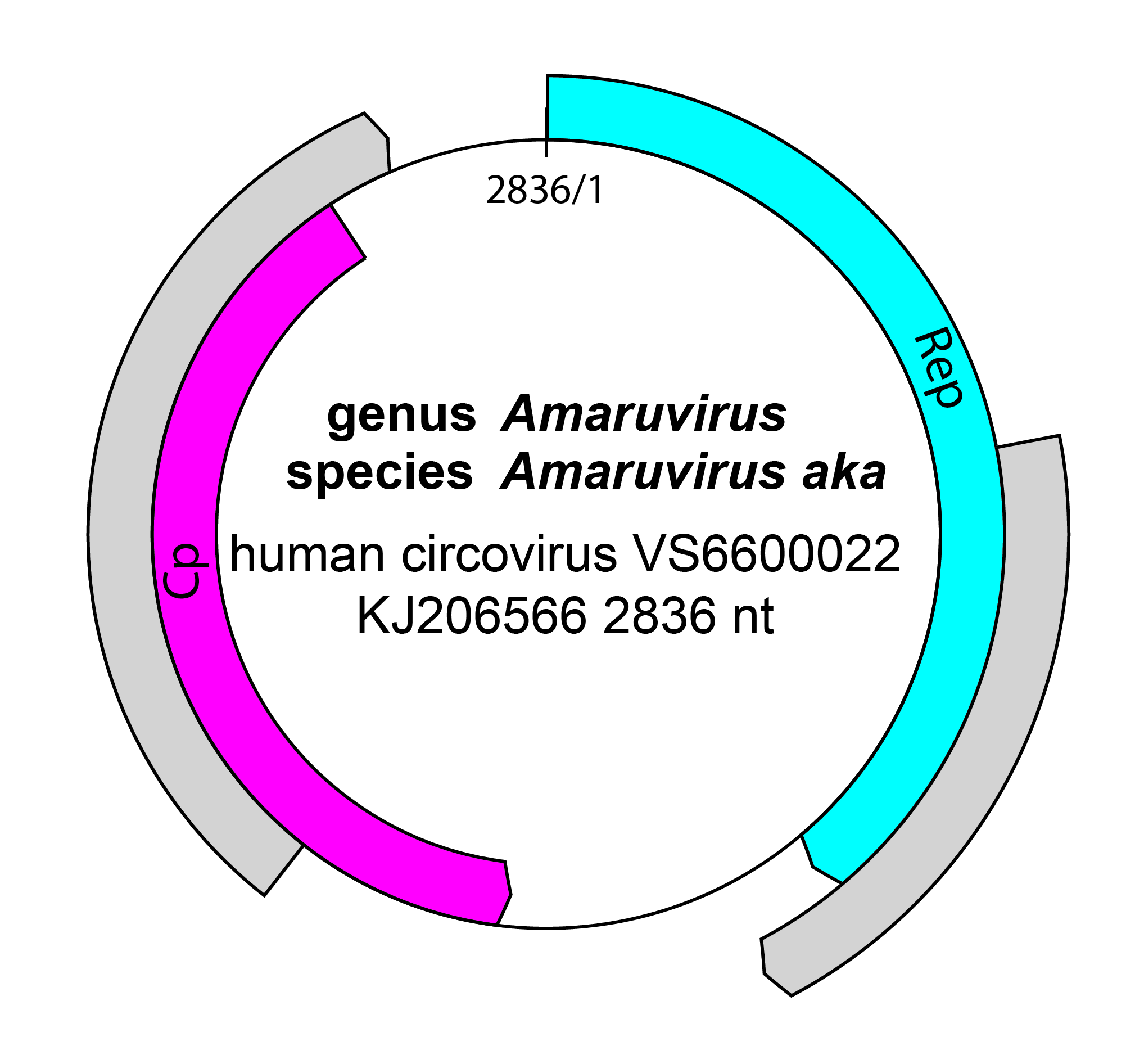 Pecoviridae genome