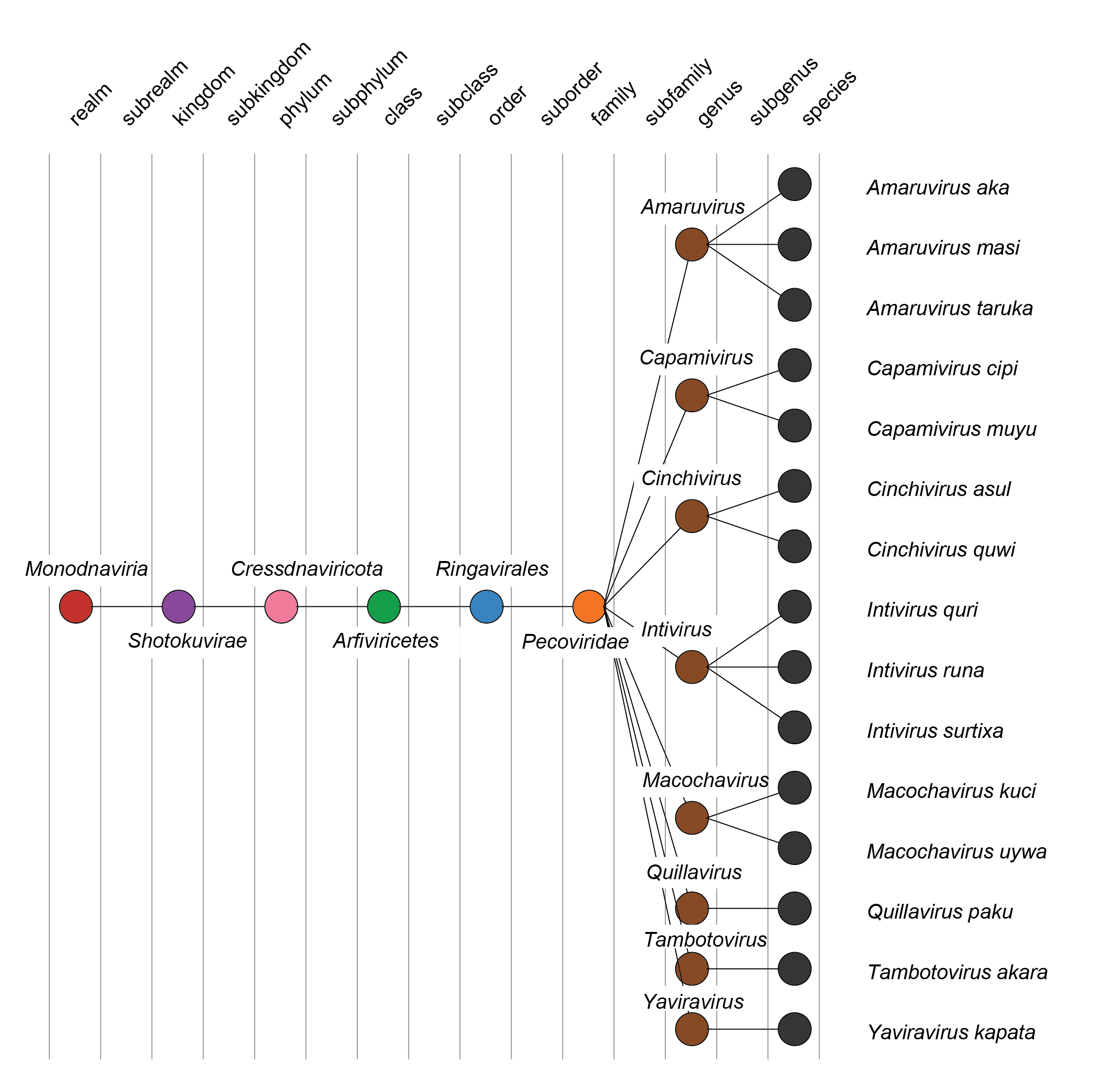 Pecoviridae taxonomy