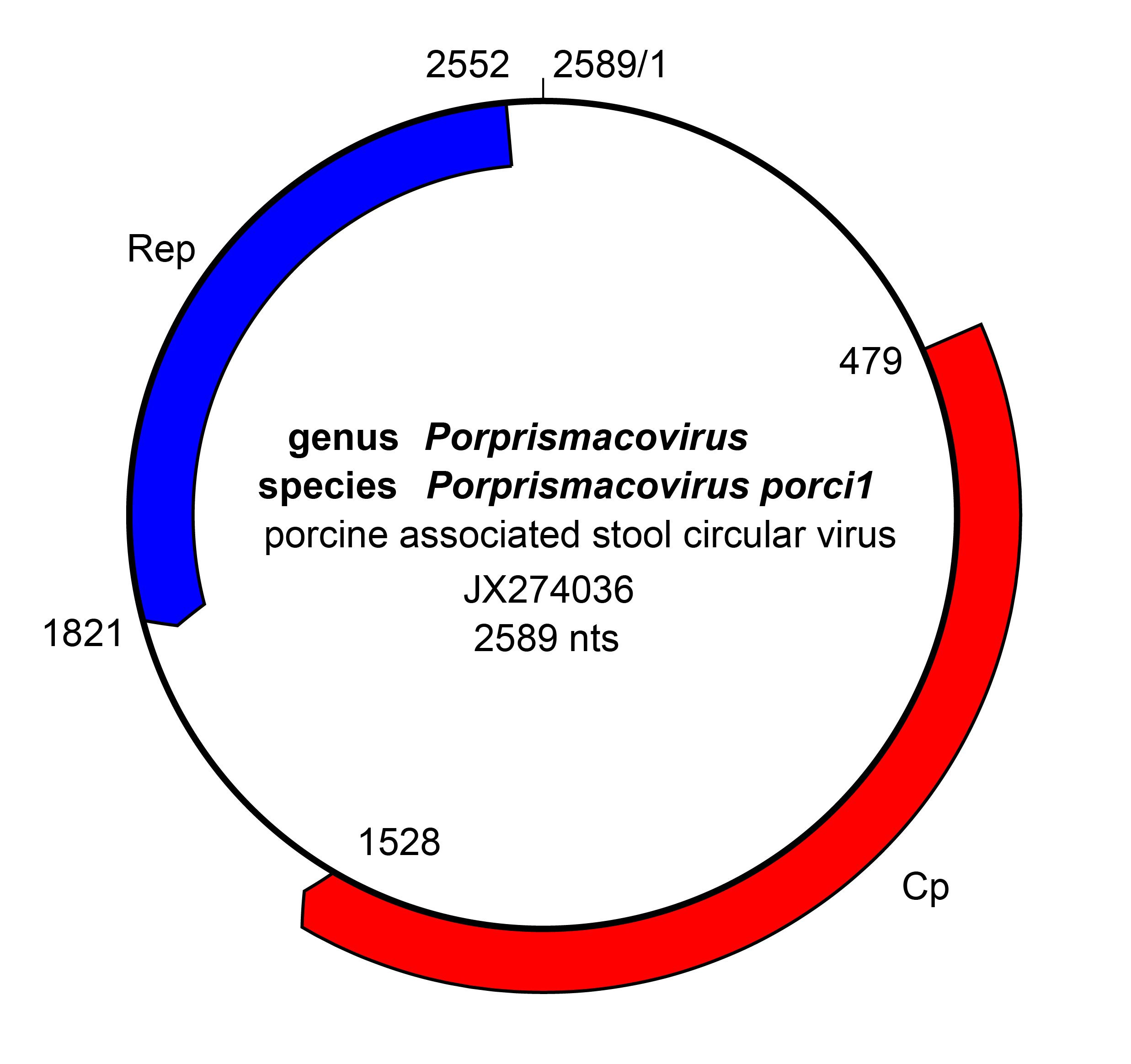 Smacoviridae genome