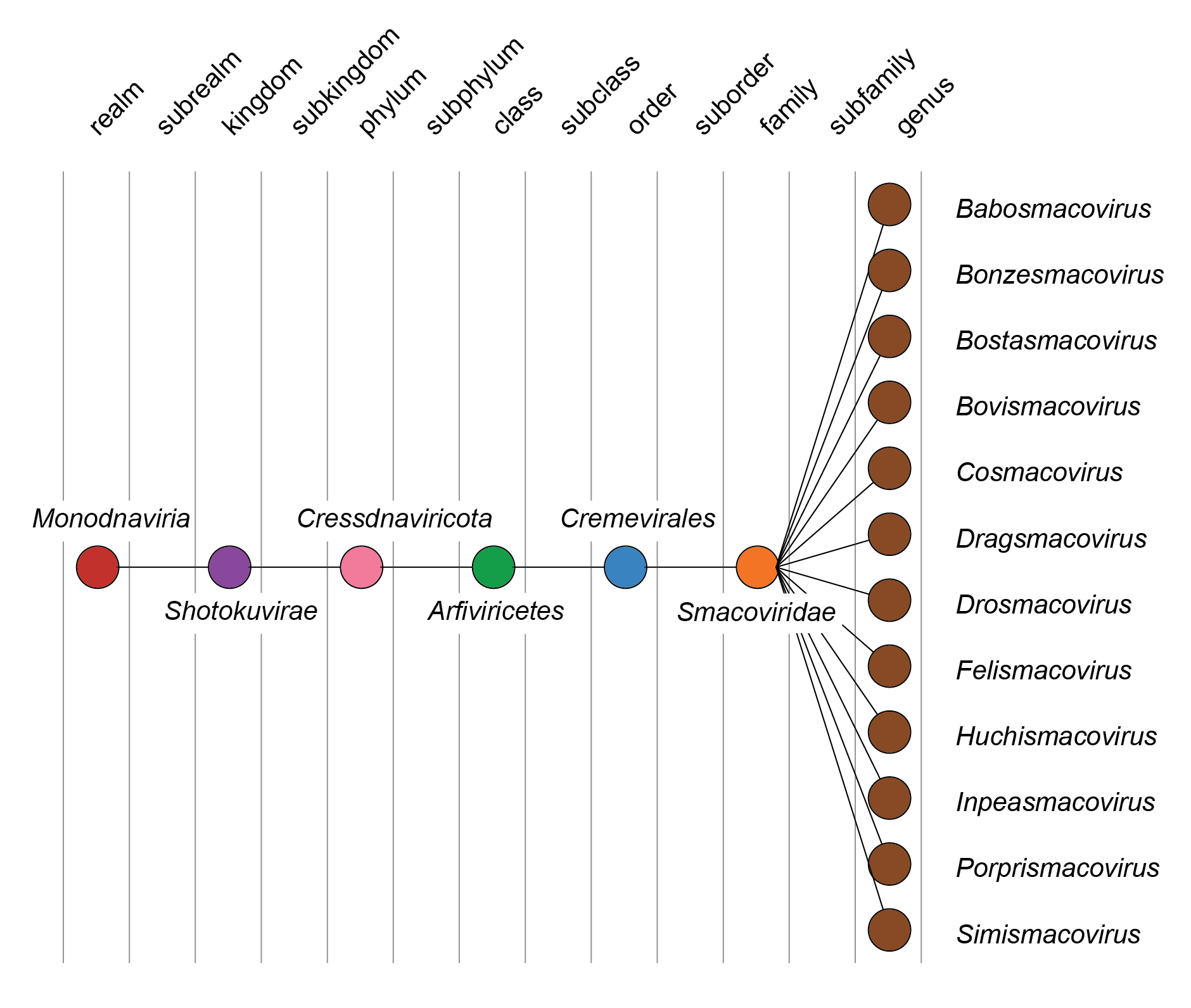 Smacoviridae taxonomy