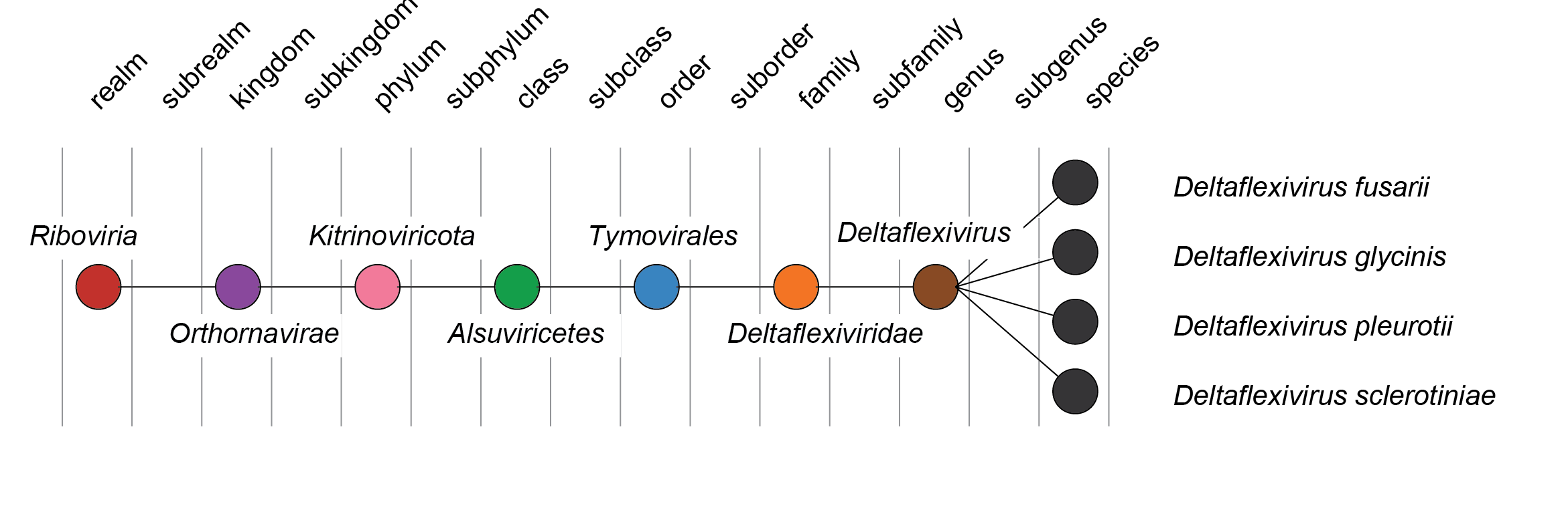 Deltaflexiviridae taxonomy