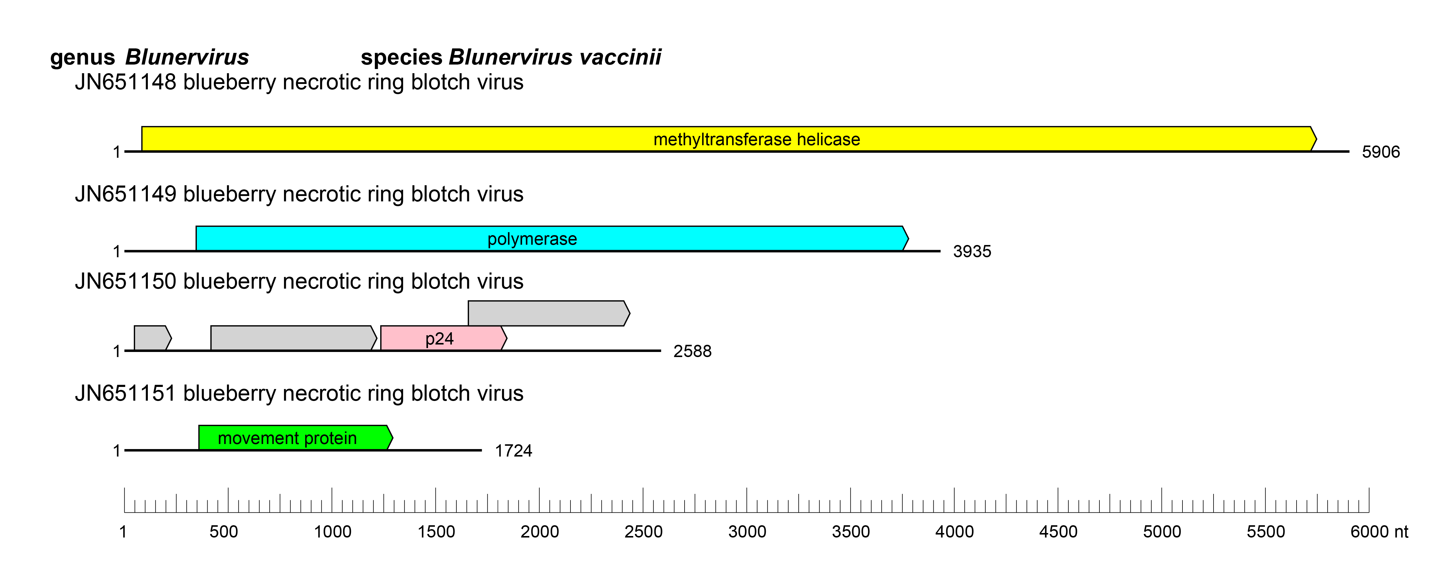 Blunervirus genome