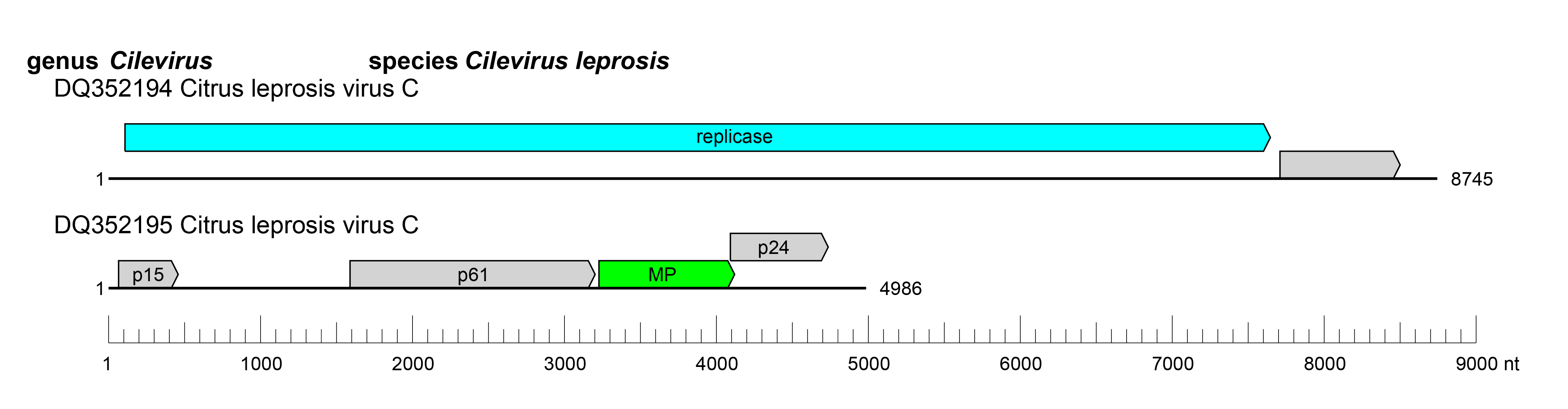 Cilevirus genome