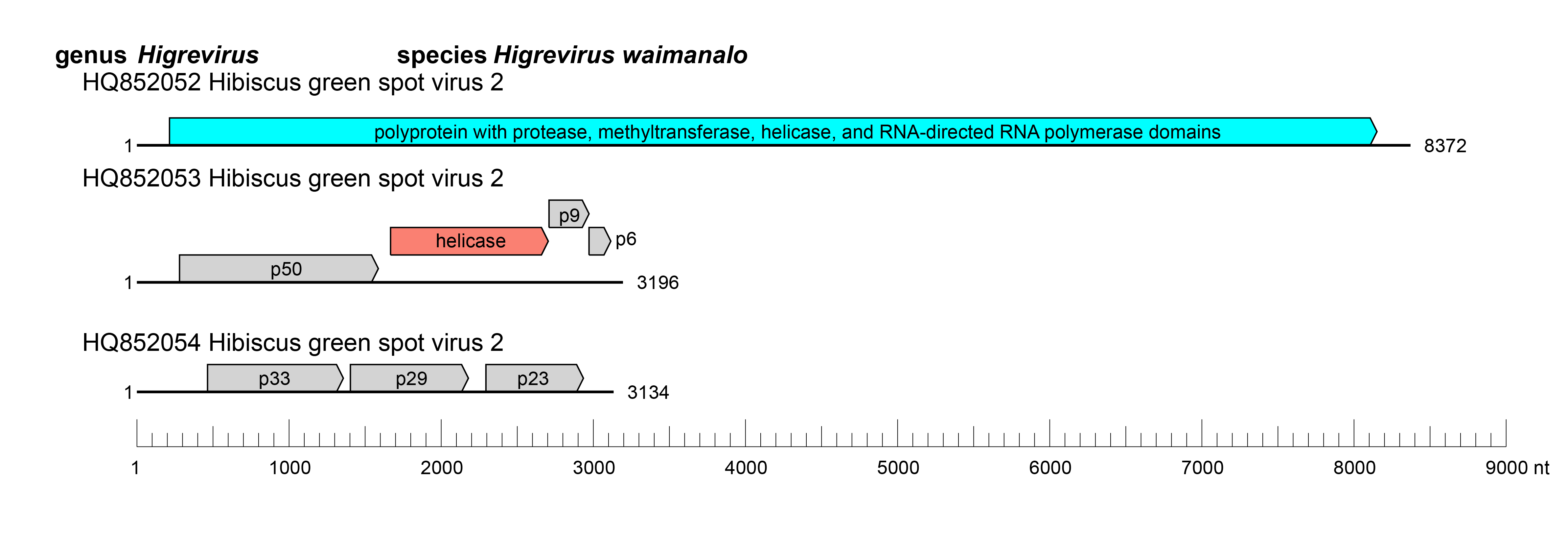 Higrevirus genome