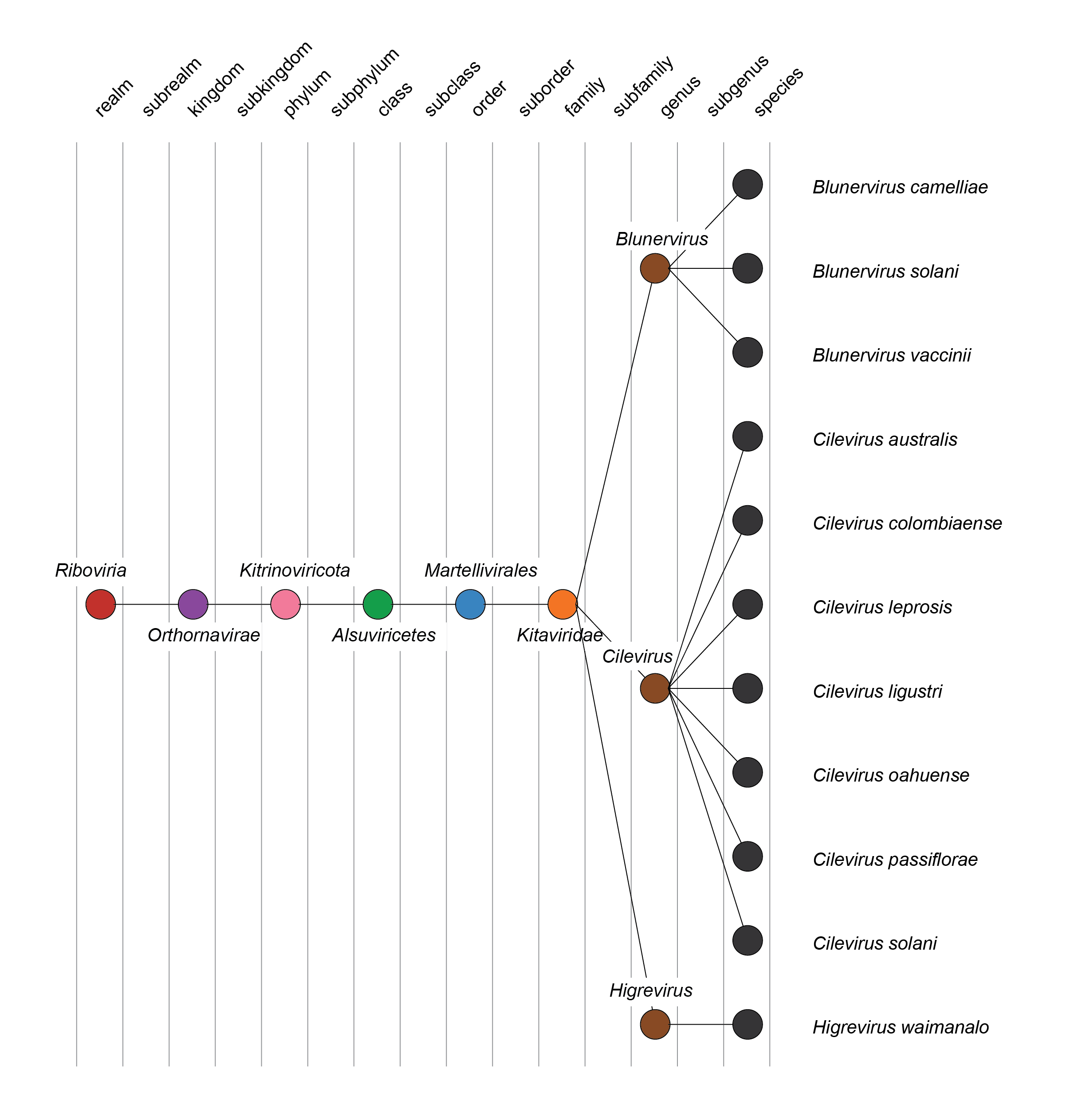 Kitviridae taxonomy